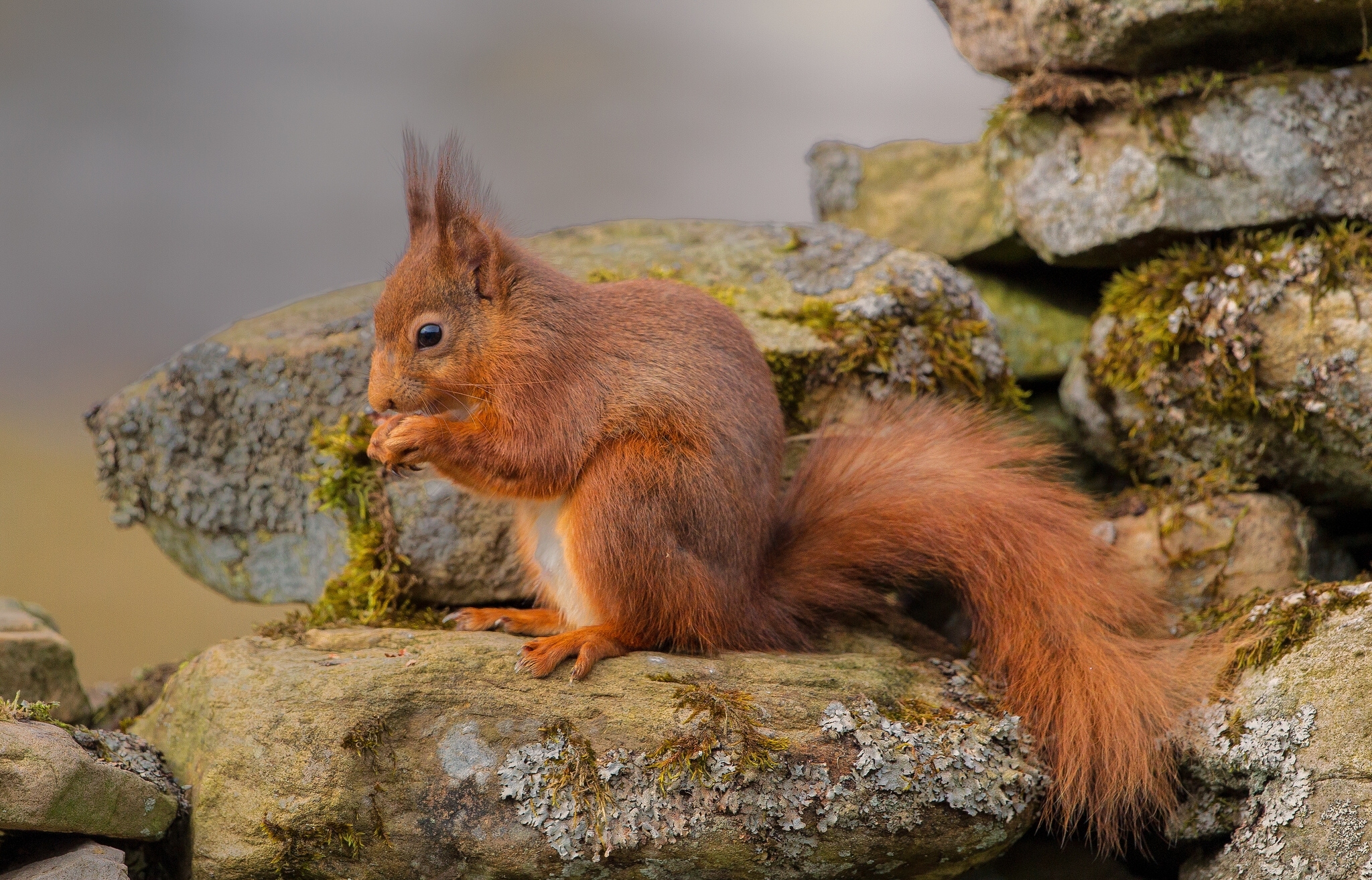 Download mobile wallpaper Squirrel, Stone, Animal, Rodent for free.