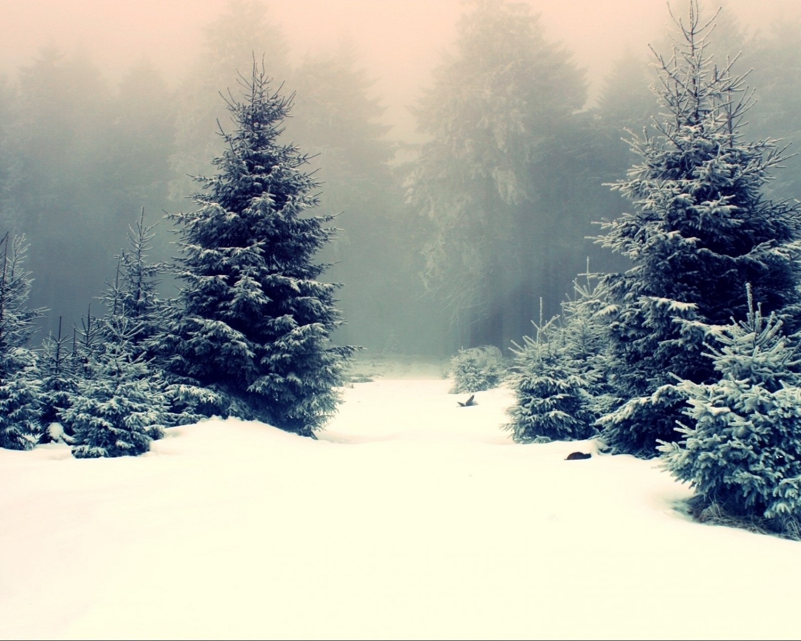 Descarga gratis la imagen Paisaje, Invierno, Nieve, Bosque, Niebla, Pintoresco, Escénico, Tierra/naturaleza en el escritorio de tu PC