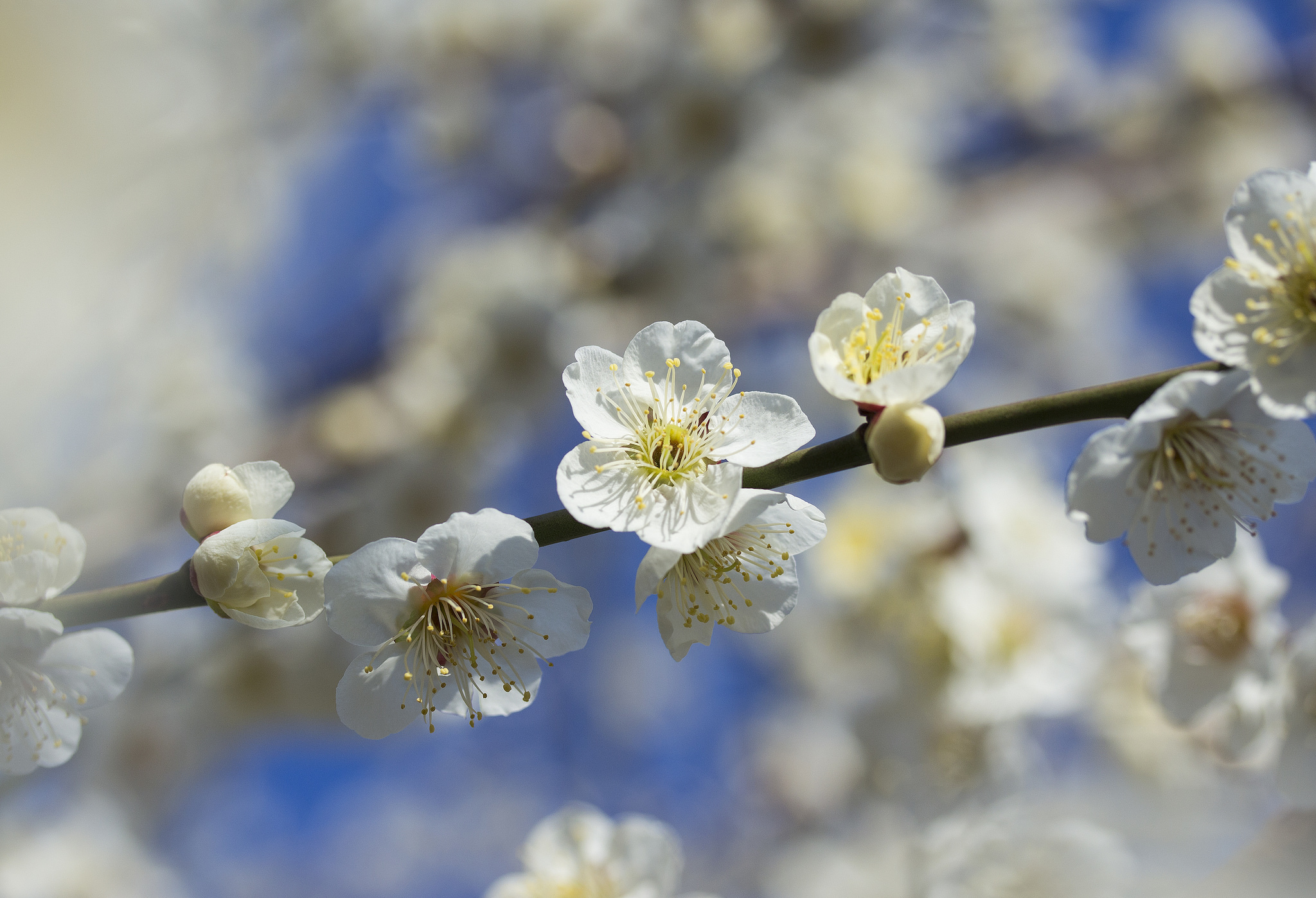 Free download wallpaper Nature, Flowers, Flower, Blur, Close Up, Branch, Earth, Spring, White Flower, Blossom on your PC desktop