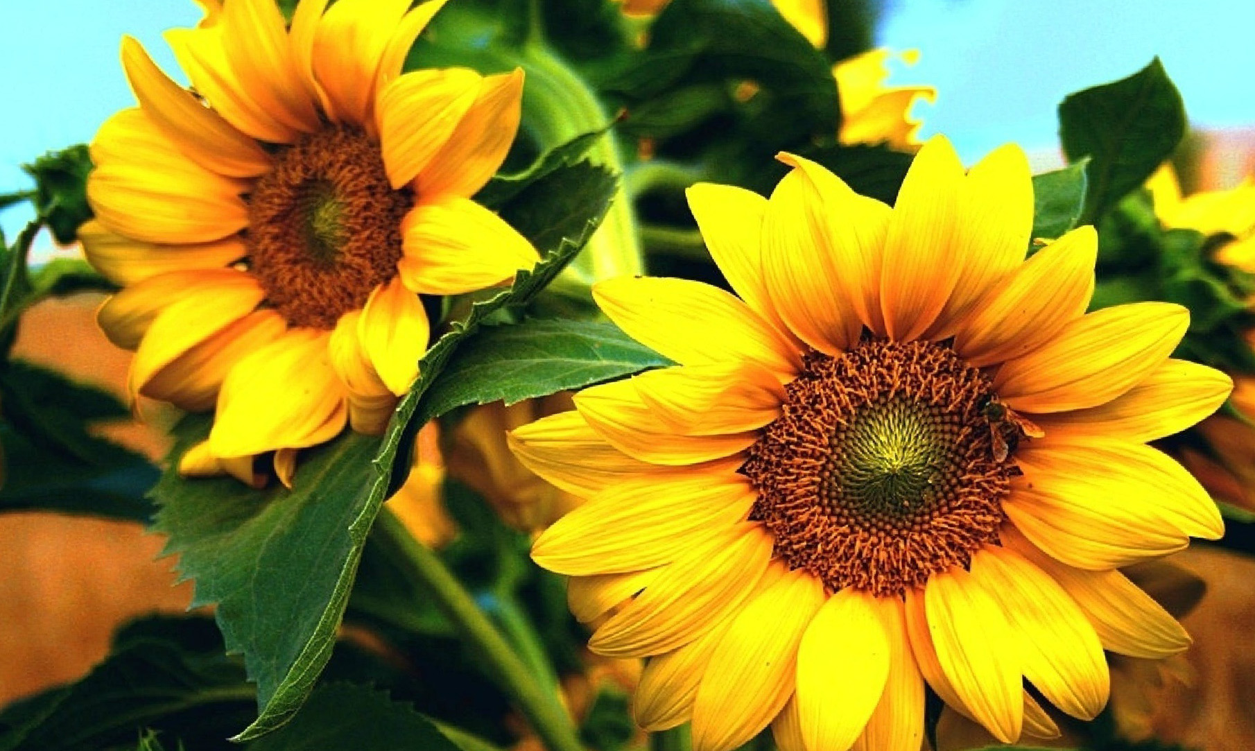 Handy-Wallpaper Blume, Erde, Sonnenblume, Gelbe Blume, Erde/natur kostenlos herunterladen.