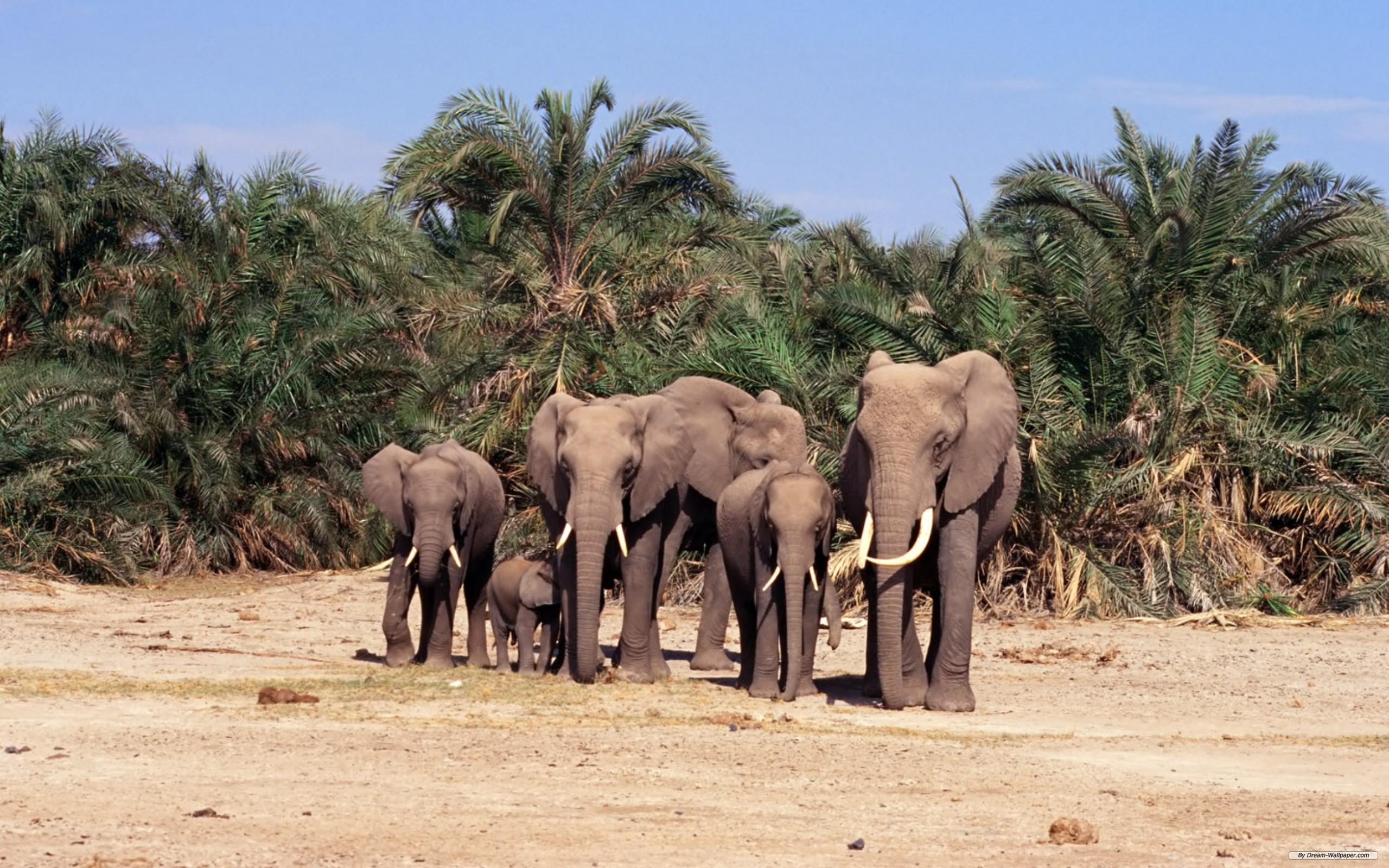 175356 скачать картинку животные, африканский слон, слоны - обои и заставки бесплатно