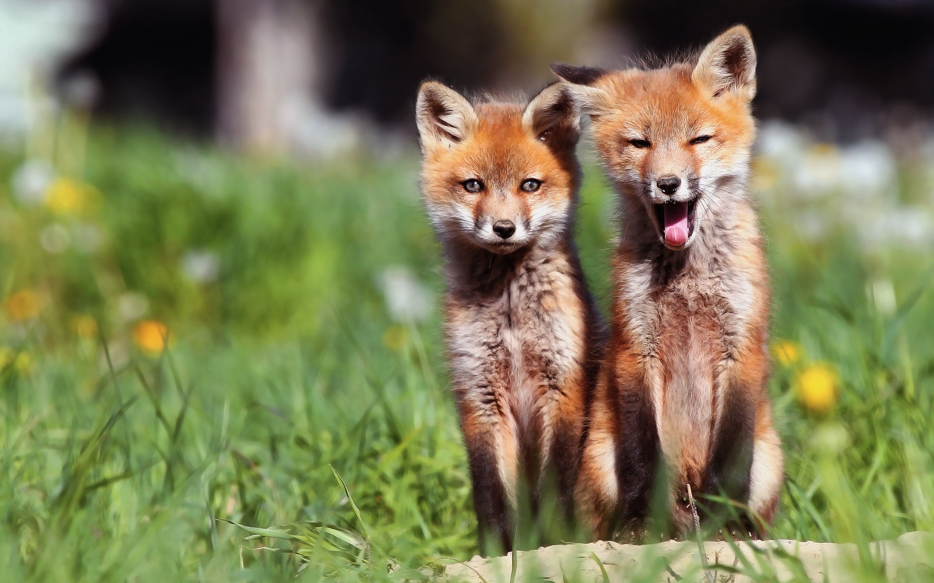 無料モバイル壁紙動物, 可愛い, 狐をダウンロードします。
