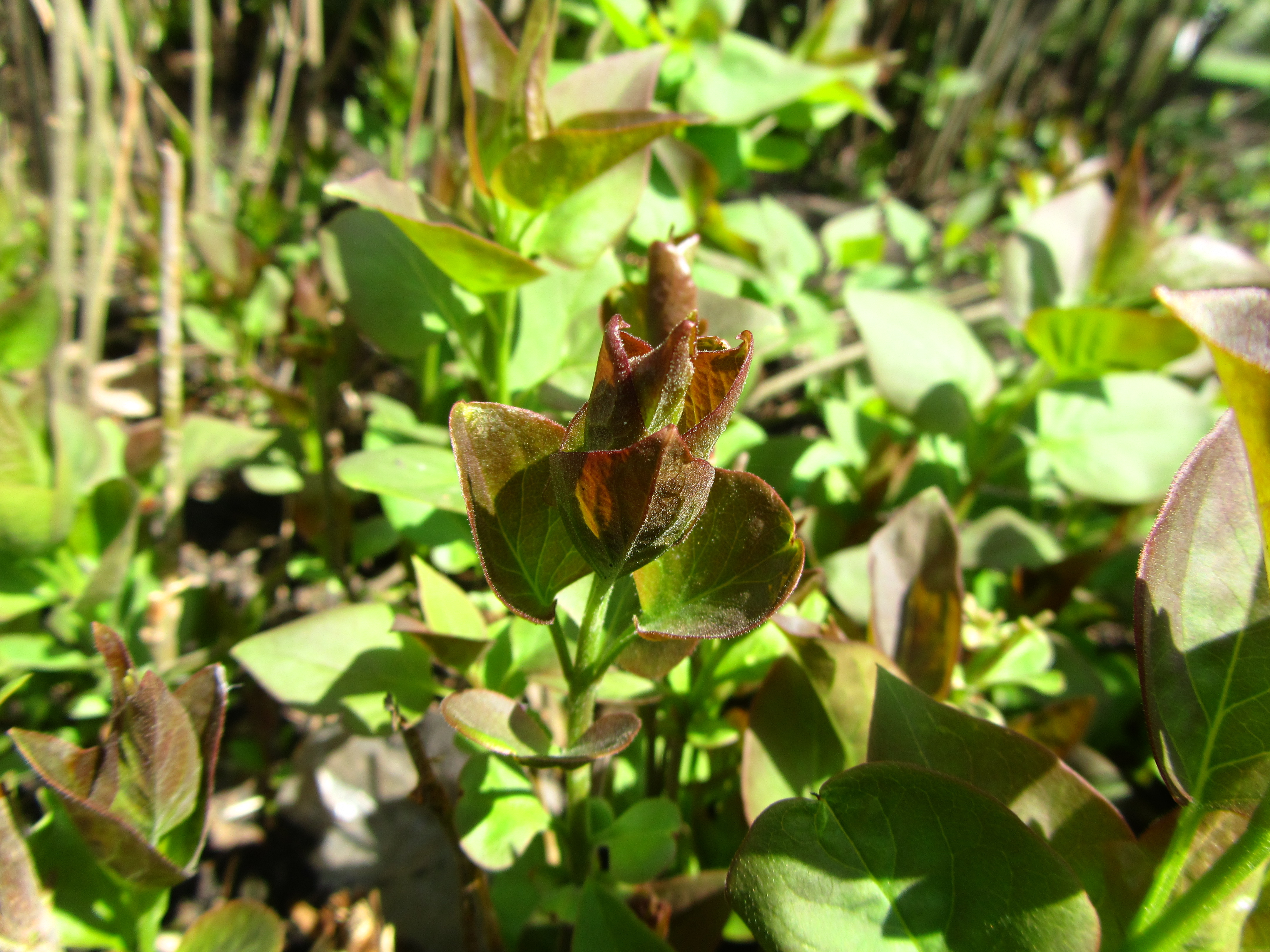 Descarga gratis la imagen Planta, Tierra/naturaleza en el escritorio de tu PC