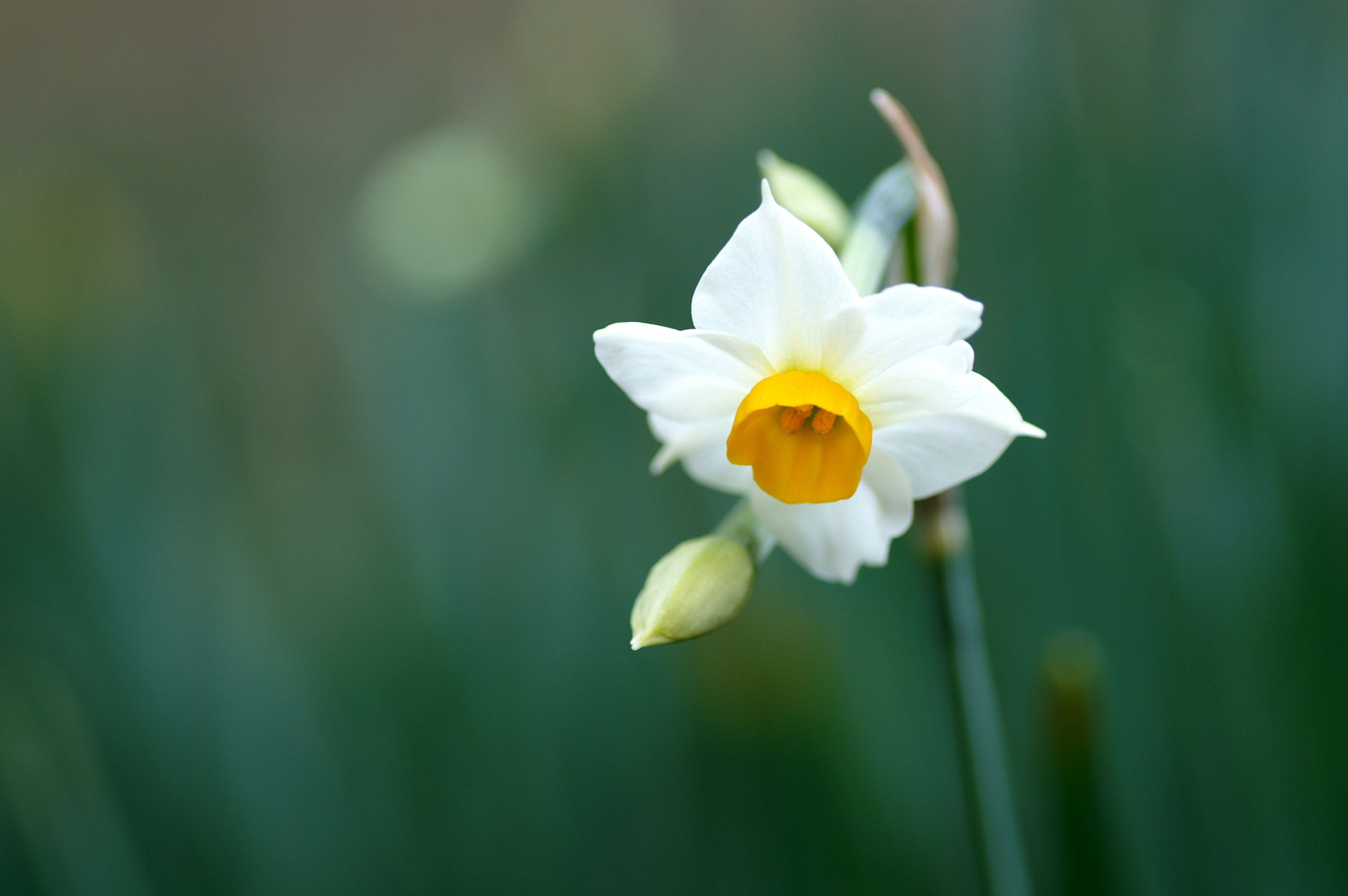 Download mobile wallpaper Daffodil, Flowers, Earth for free.