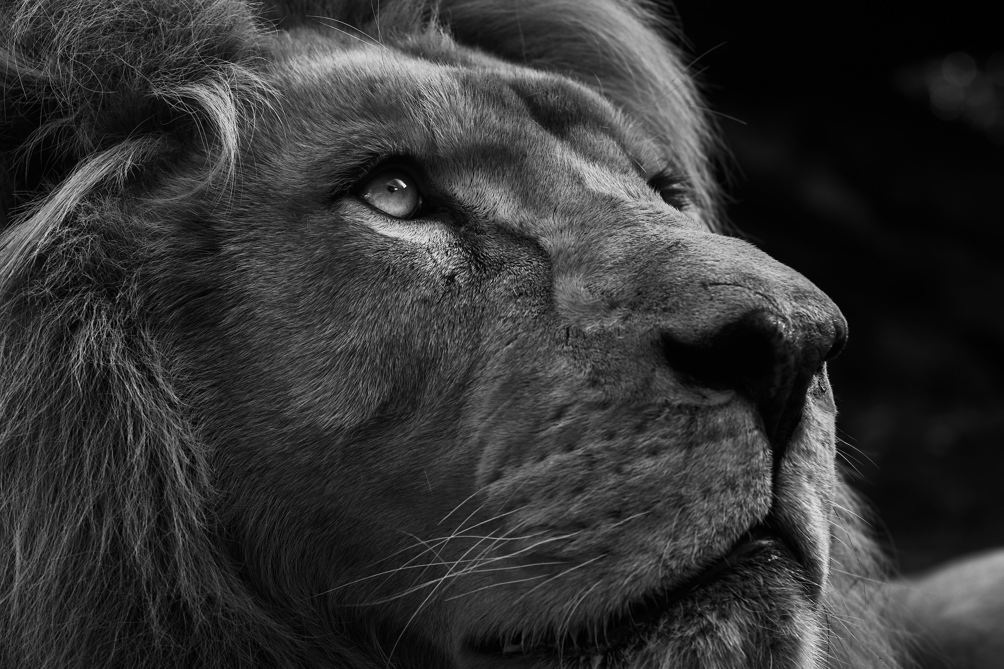 lion, muzzle, animal, black & white, cats