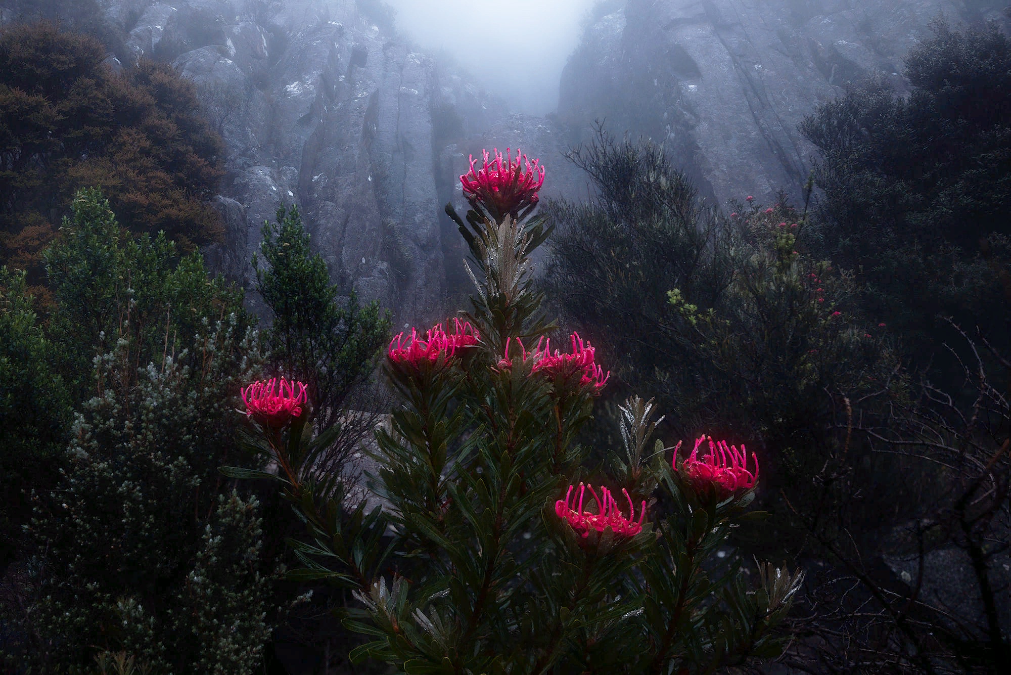 1509248 скачать картинку земля/природа, цветок, австралия, туман, гора, тасмания, растительность - обои и заставки бесплатно