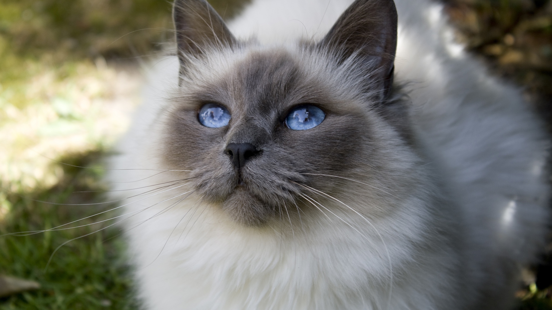 PCデスクトップに動物, ネコ, 猫, 青い目画像を無料でダウンロード