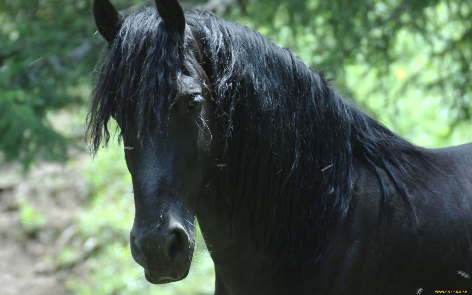 Baixar papel de parede para celular de Animais, Cavalo gratuito.