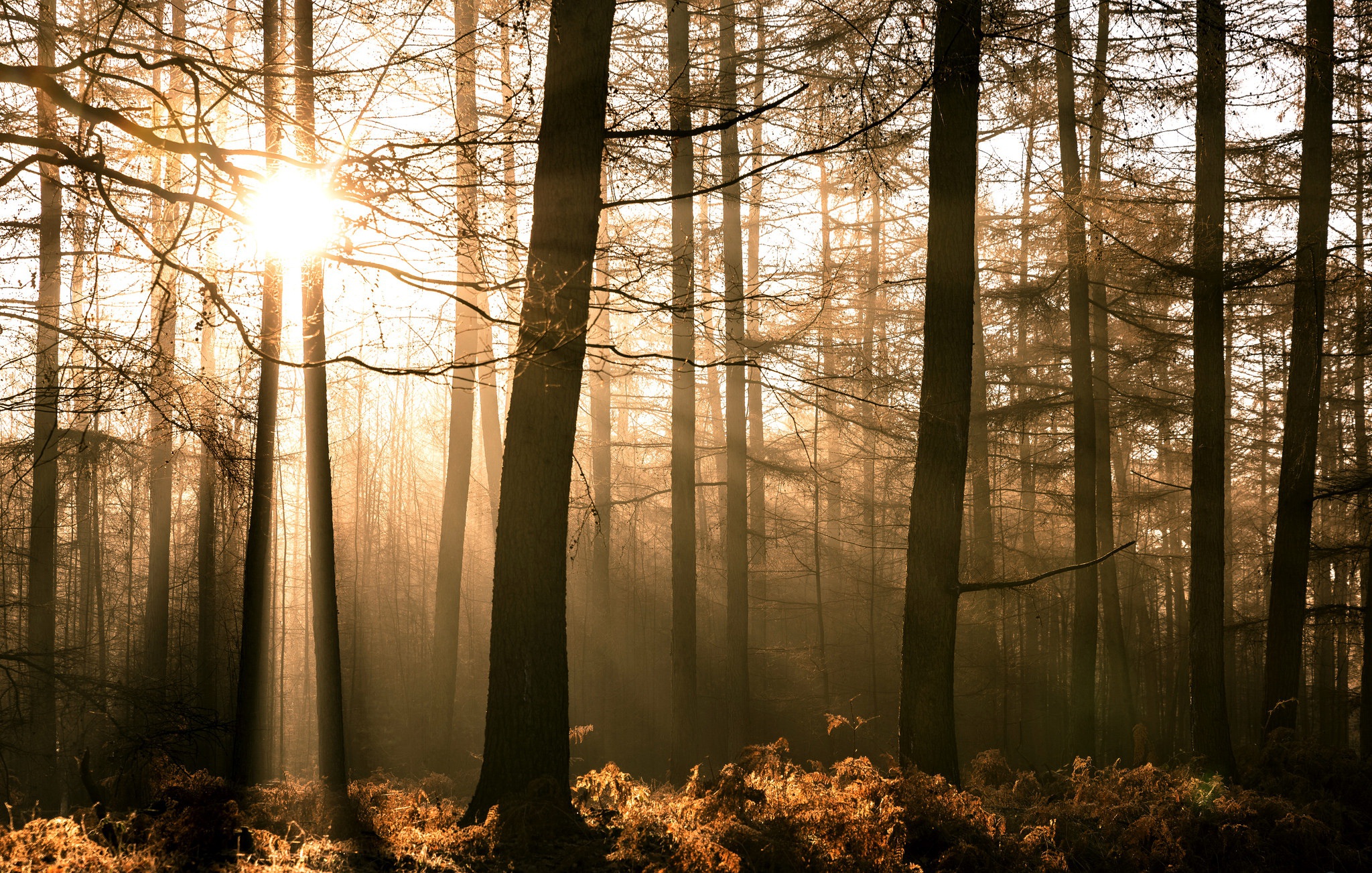 Free download wallpaper Nature, Sun, Forest, Tree, Earth, Sunbeam on your PC desktop