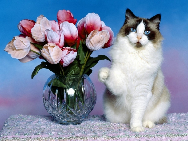 Download mobile wallpaper Animals, Flowers, Cats for free.