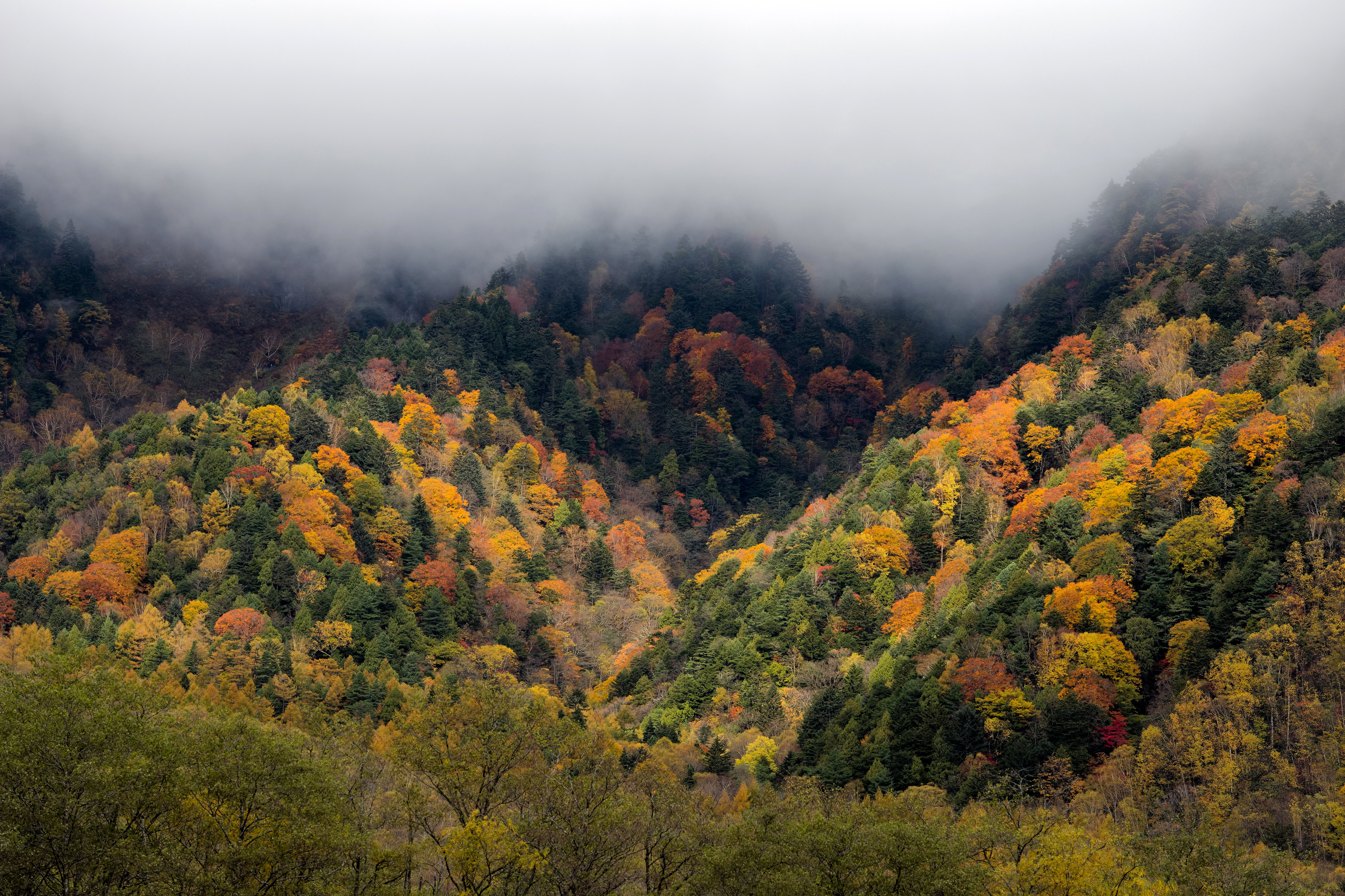 Handy-Wallpaper Natur, Bäume, Nebel, Wald, Herbst kostenlos herunterladen.