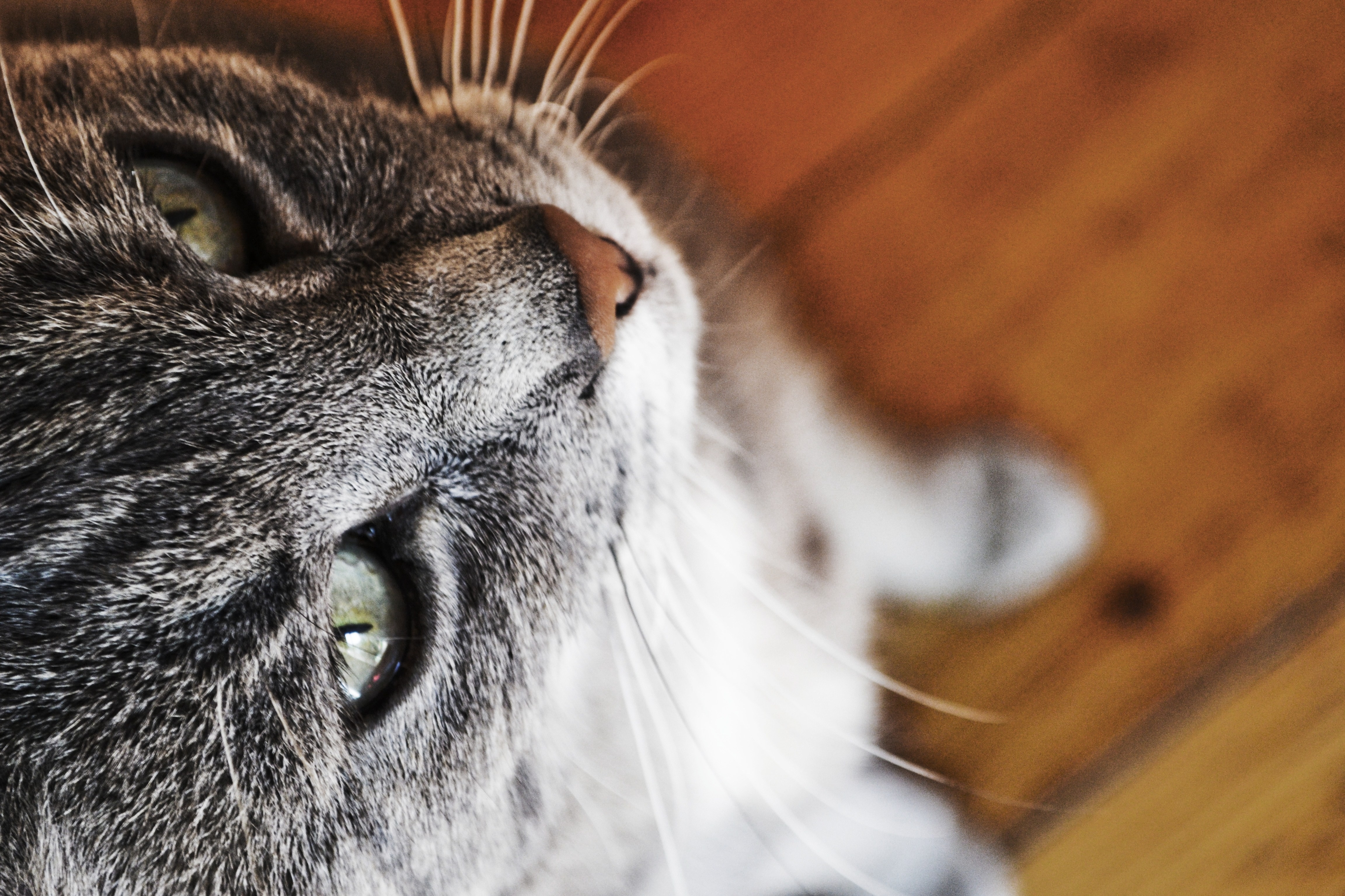 Baixe gratuitamente a imagem Animais, Gatos, Gato na área de trabalho do seu PC