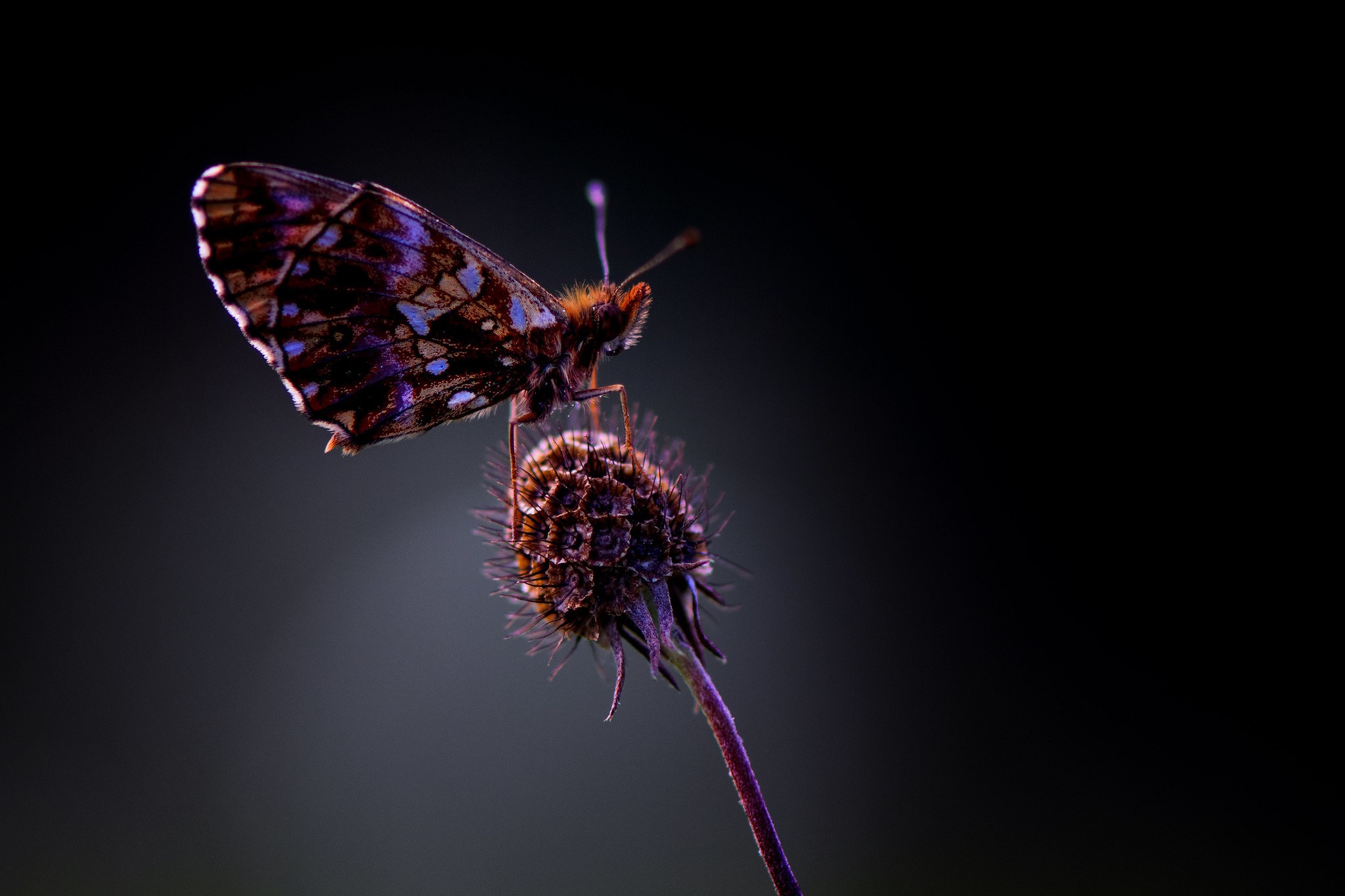 Baixe gratuitamente a imagem Animais, Macro, Inseto, Borboleta na área de trabalho do seu PC