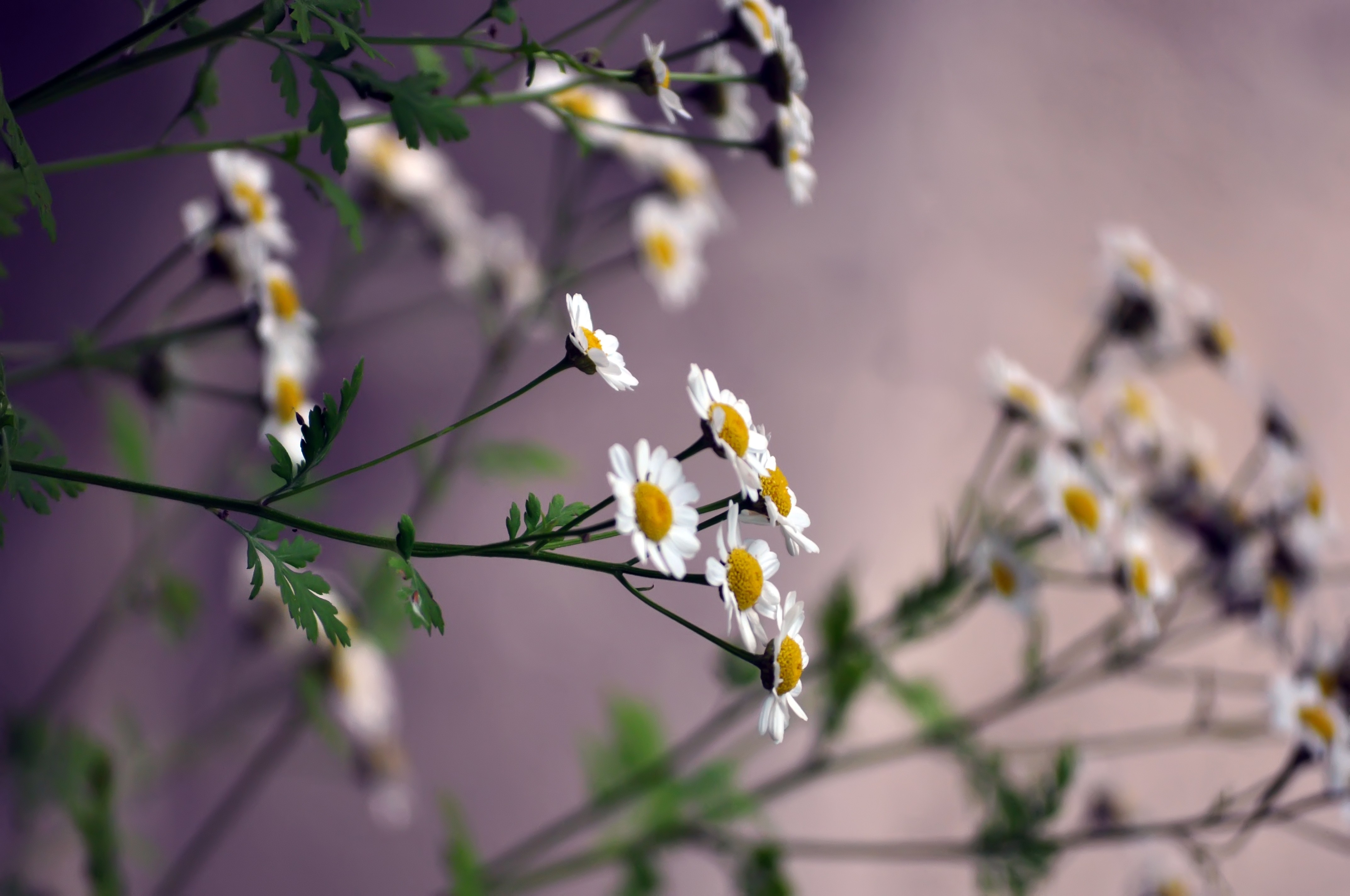 Download mobile wallpaper Smooth, Camomile, Blur, Flowers for free.