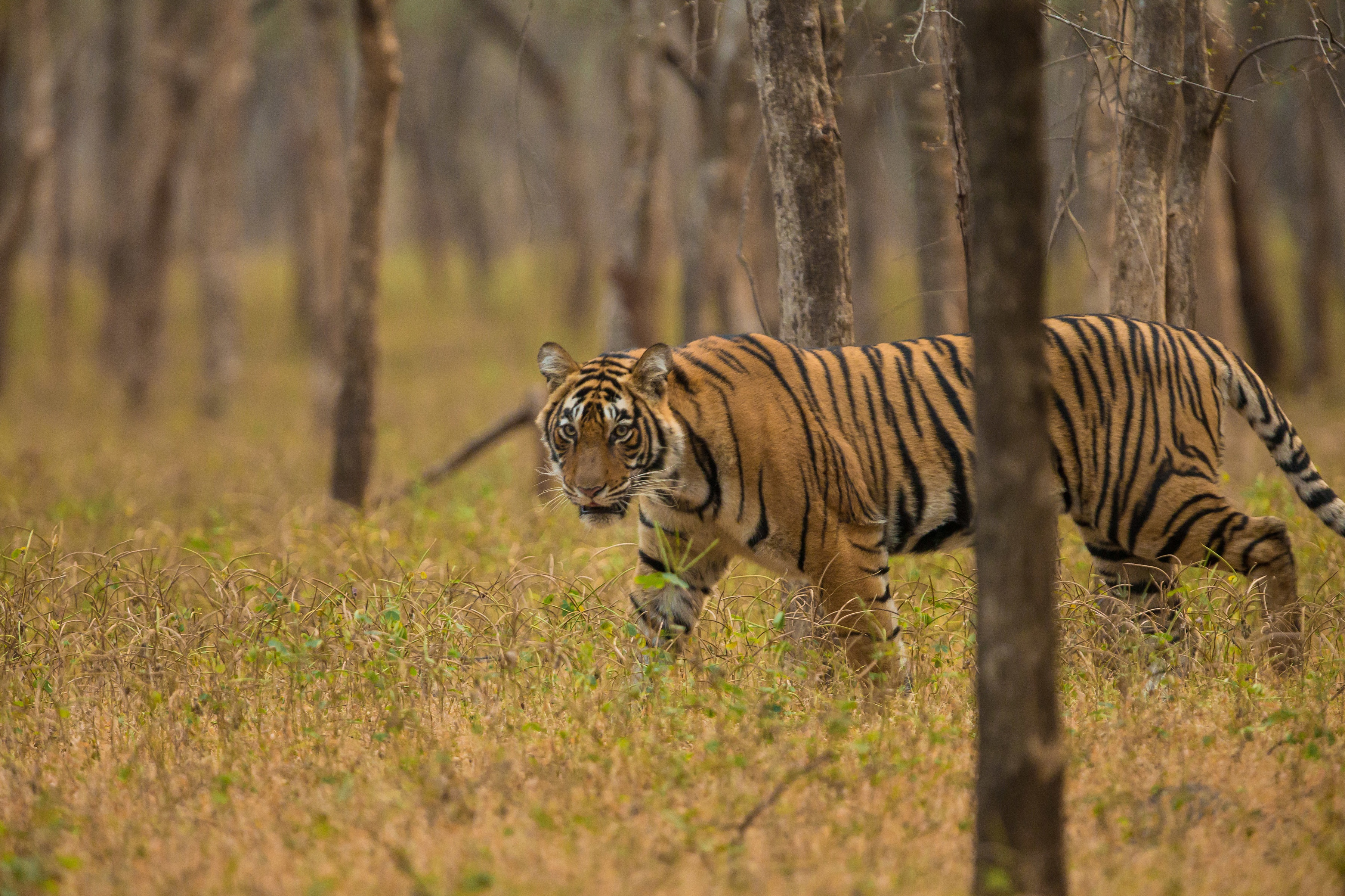 Baixe gratuitamente a imagem Animais, Gatos, Tigre na área de trabalho do seu PC