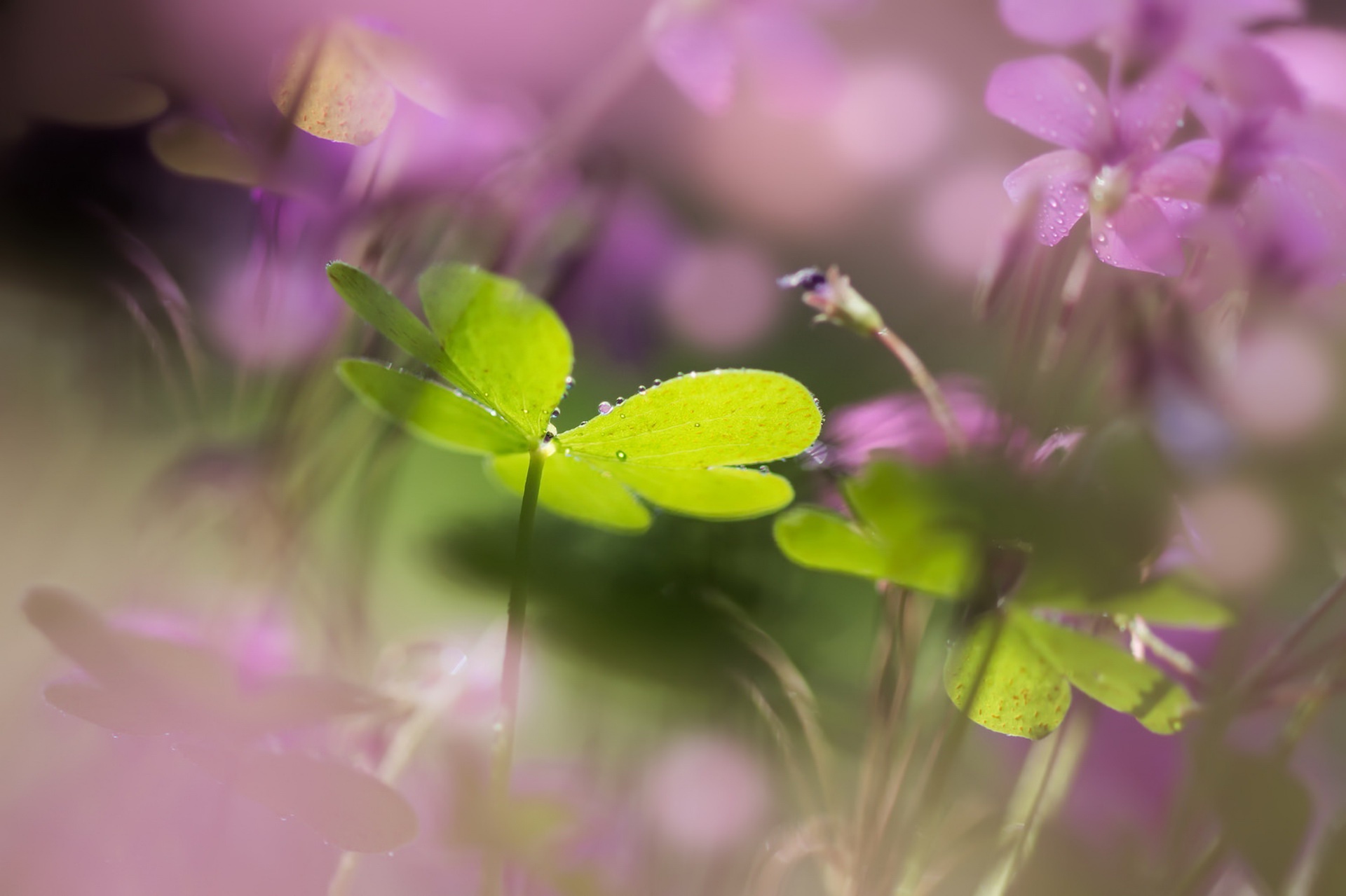 Free download wallpaper Nature, Plant, Macro, Earth, Clover on your PC desktop