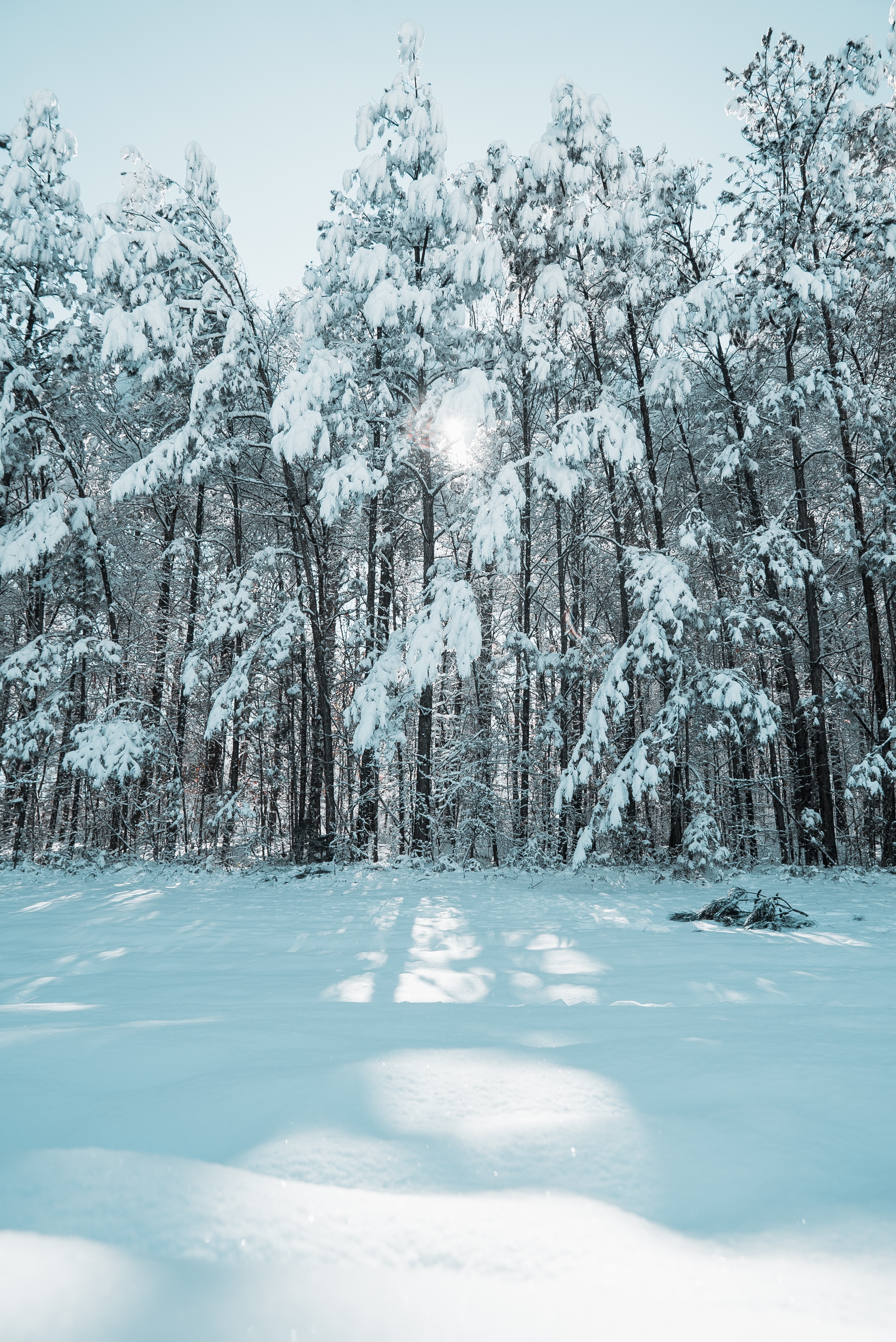 Download mobile wallpaper Snow, Trees, Forest, Winter, Shine, Light, Nature for free.