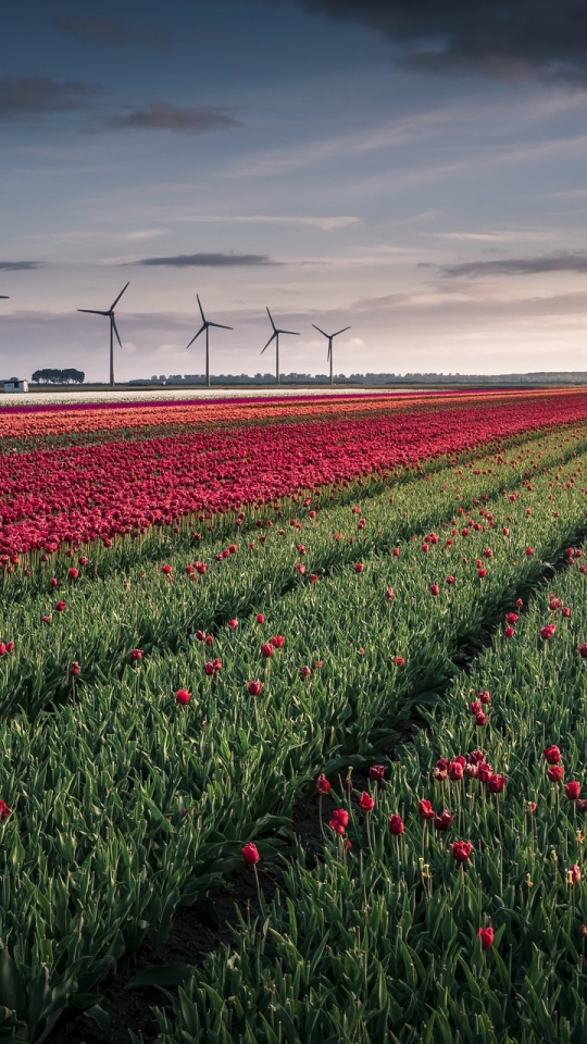 Handy-Wallpaper Natur, Blume, Feld, Tulpe, Windkraftanlage, Menschengemacht, Aufstellen kostenlos herunterladen.