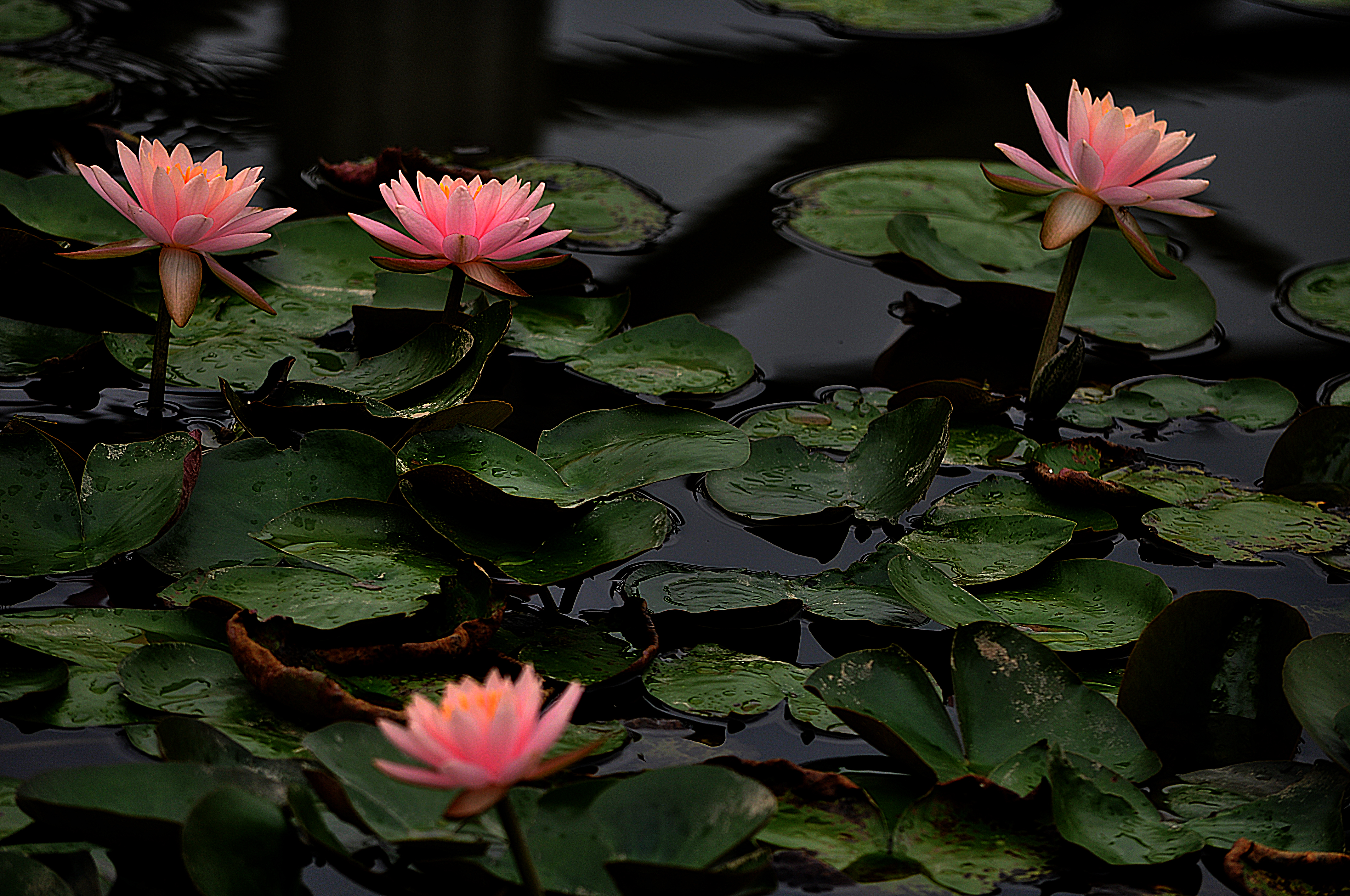 Download mobile wallpaper Water Lily, Water Drop, Flowers, Leaf, Nature, Flower, Earth for free.