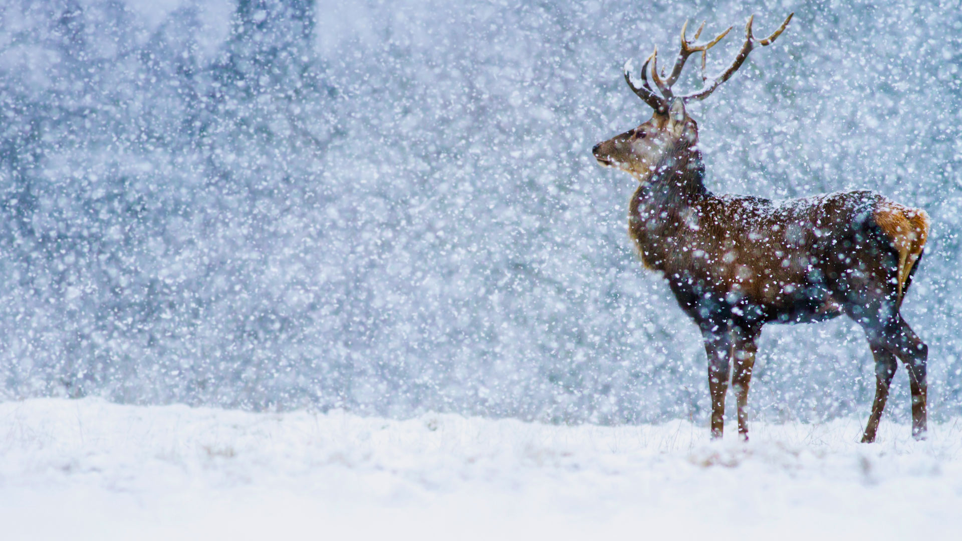 Handy-Wallpaper Tiere, Winter, Schnee, Hirsch, Schneefall kostenlos herunterladen.