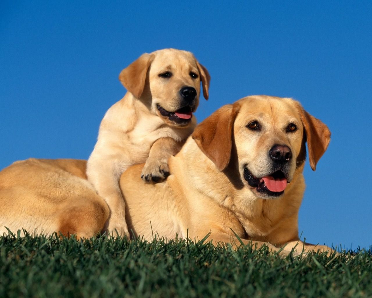 Téléchargez gratuitement l'image Animaux, Chien, Labrador Retriever sur le bureau de votre PC