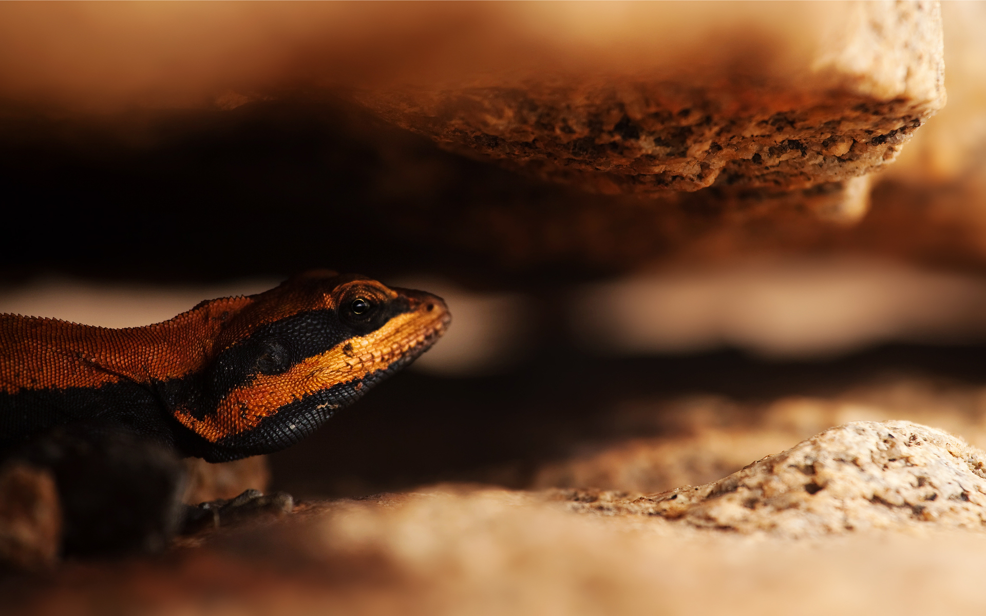 Descarga gratuita de fondo de pantalla para móvil de Lagarto, Reptiles, Animales.