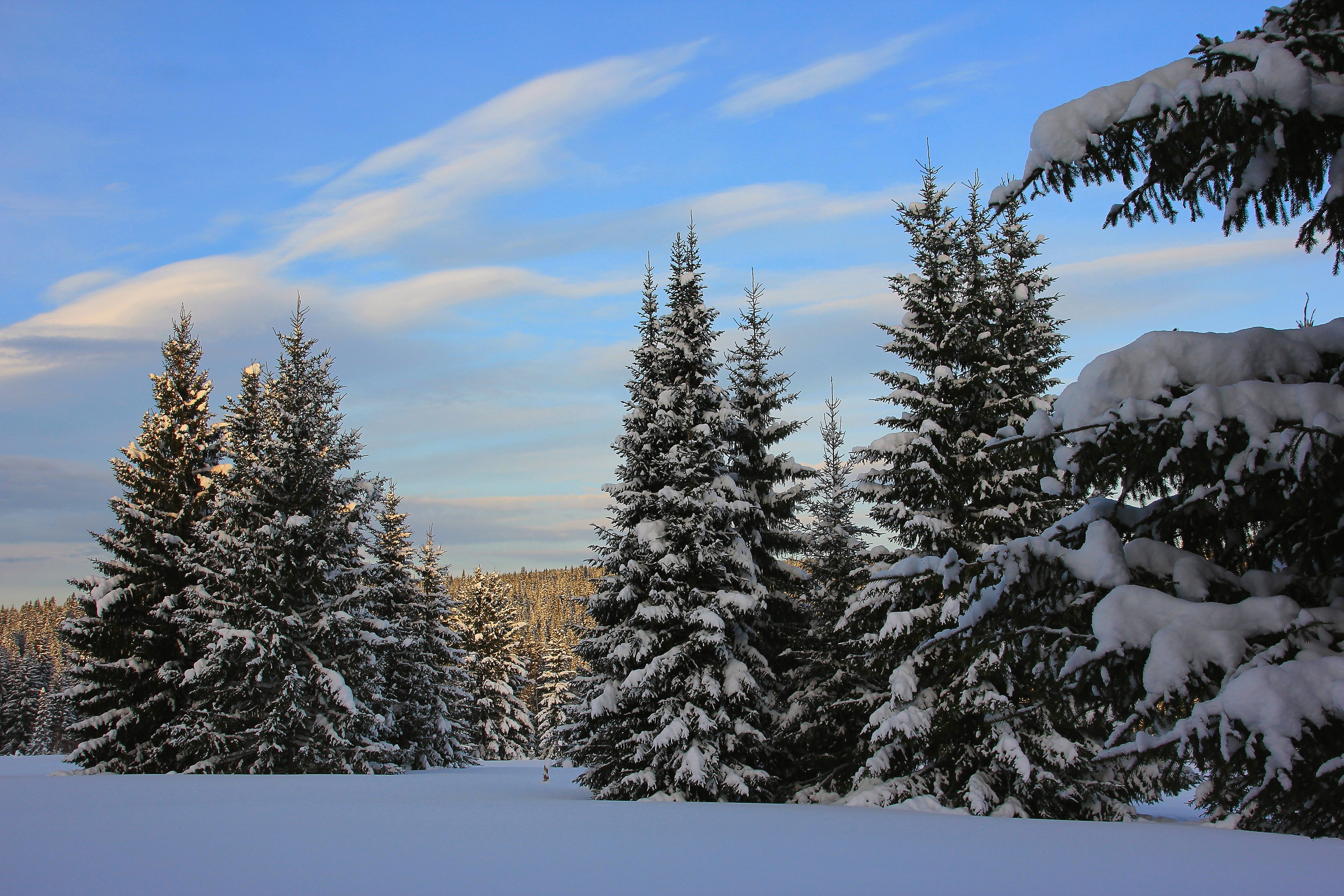 Descarga gratis la imagen Invierno, Naturaleza, Pino, Nieve, Bosque, Árbol, Tierra/naturaleza en el escritorio de tu PC