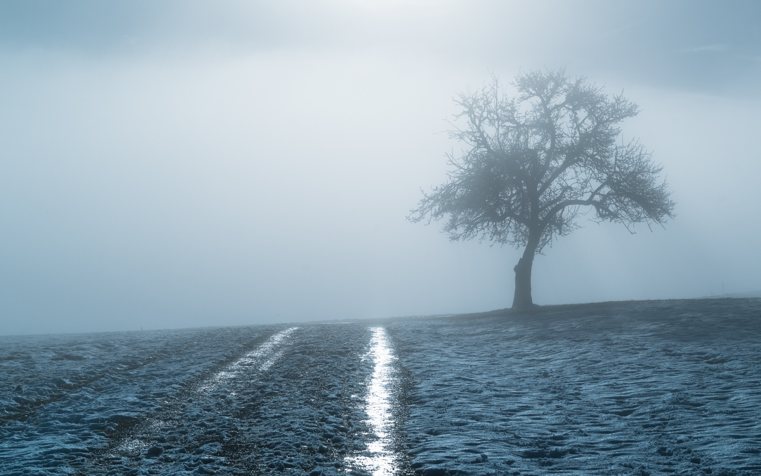 Download mobile wallpaper Winter, Tree, Fog, Earth, Field for free.