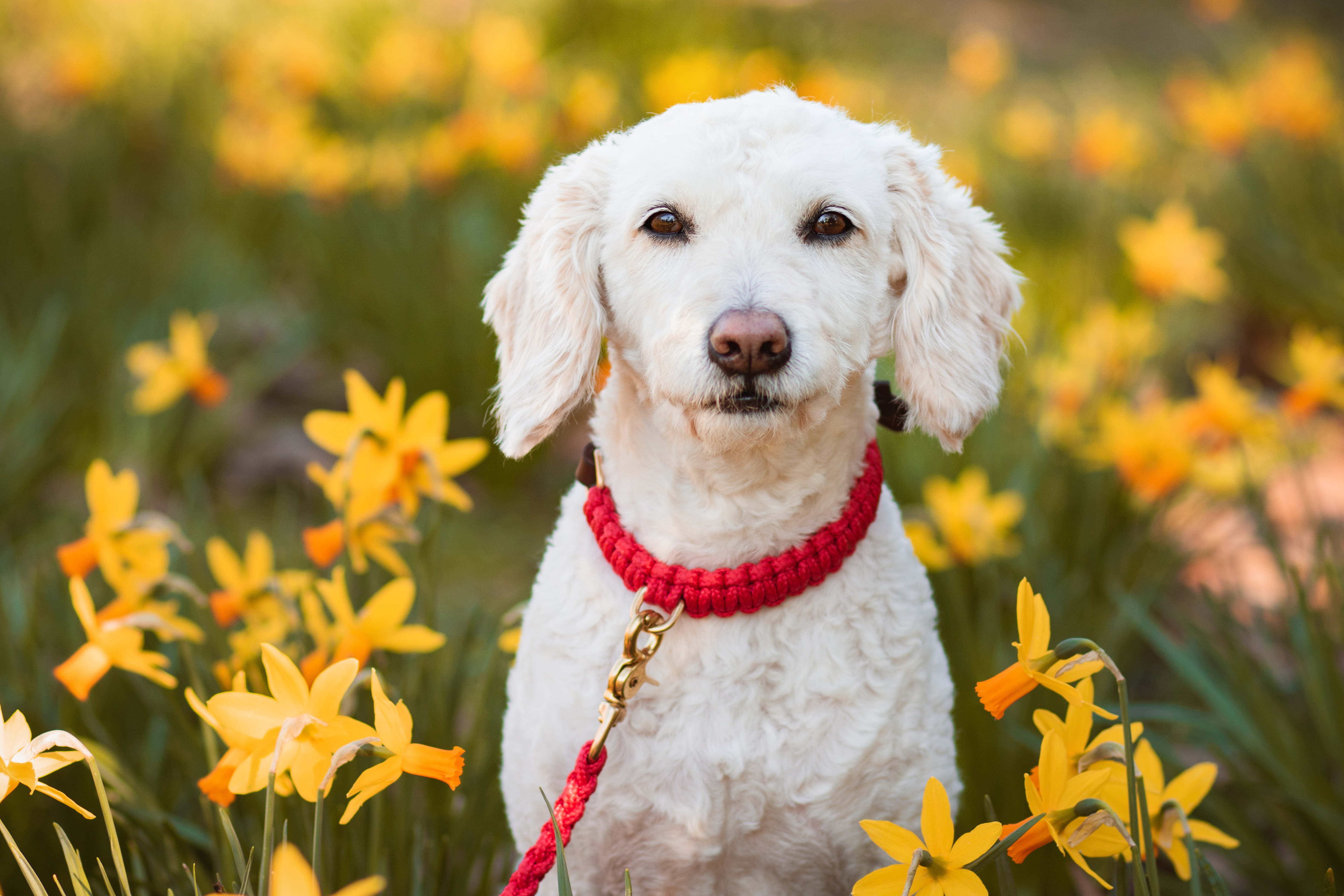 Download mobile wallpaper Dogs, Dog, Animal, Daffodil, Perro De Agua Espanol for free.