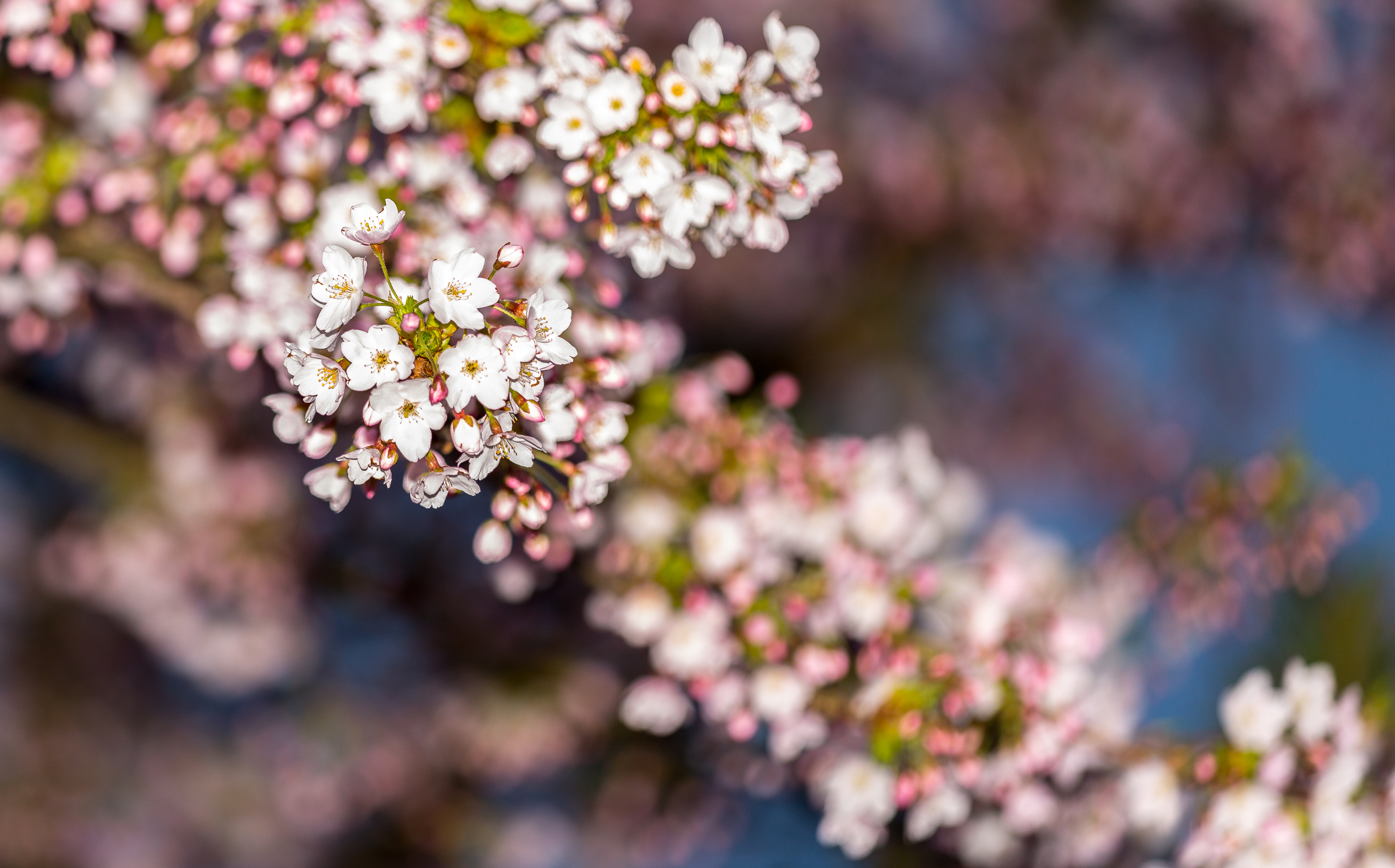 Free download wallpaper Flowers, Earth, Spring, Bokeh, Blossom on your PC desktop