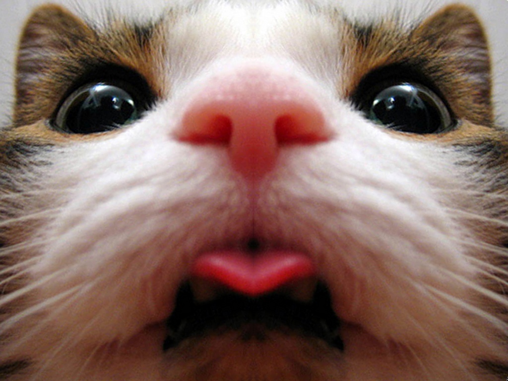 tongue, close up, animal, cat
