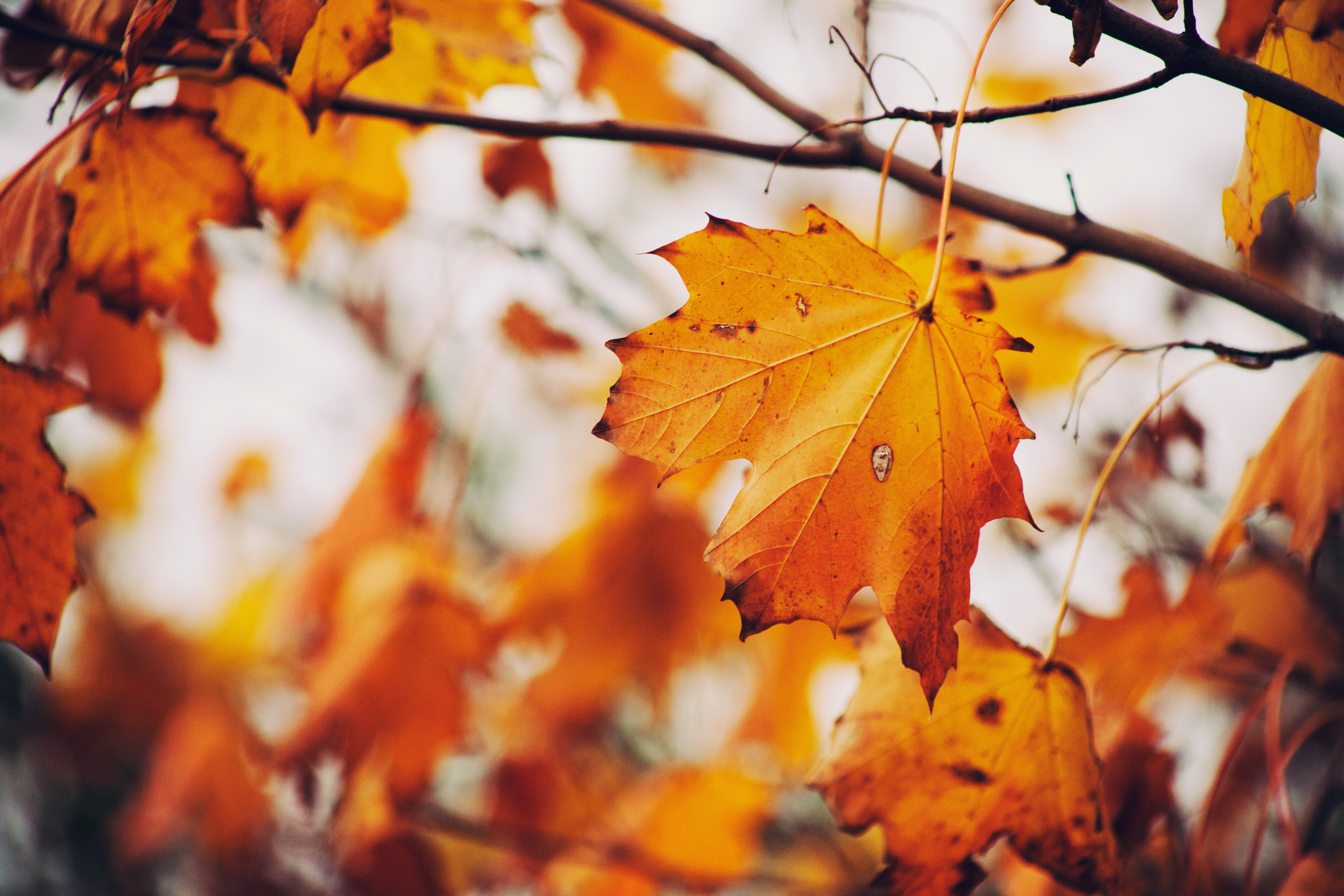 Free download wallpaper Branches, Nature, Sheet, Leaf, Maple, Autumn on your PC desktop