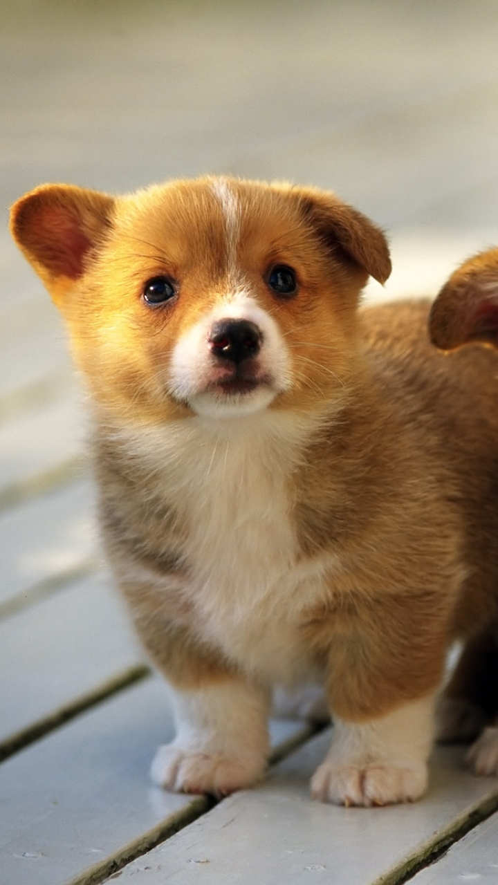 Download mobile wallpaper Dogs, Animal, Puppy, Corgi for free.