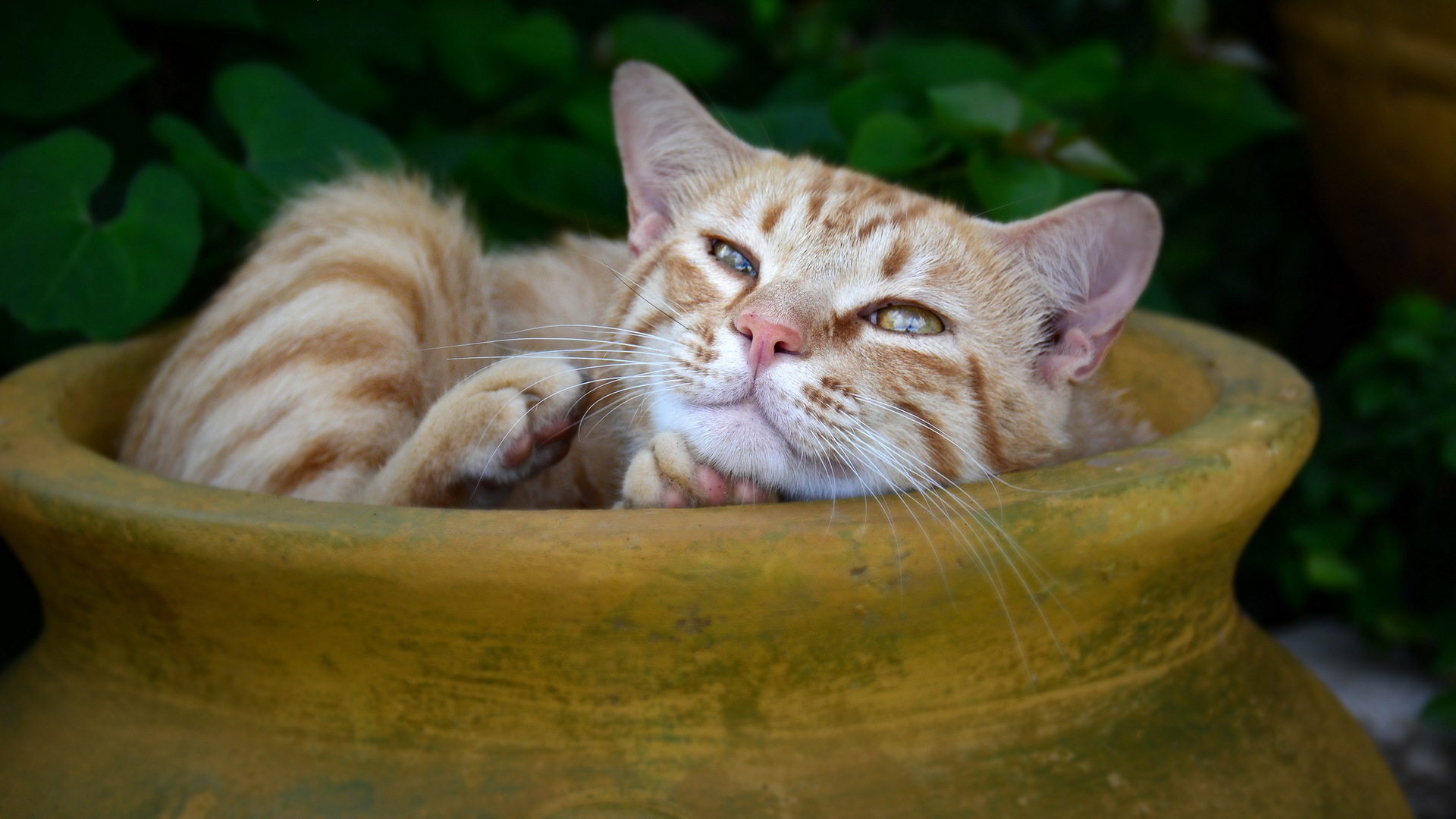 Descarga gratuita de fondo de pantalla para móvil de Gato, Gatos, Animales.