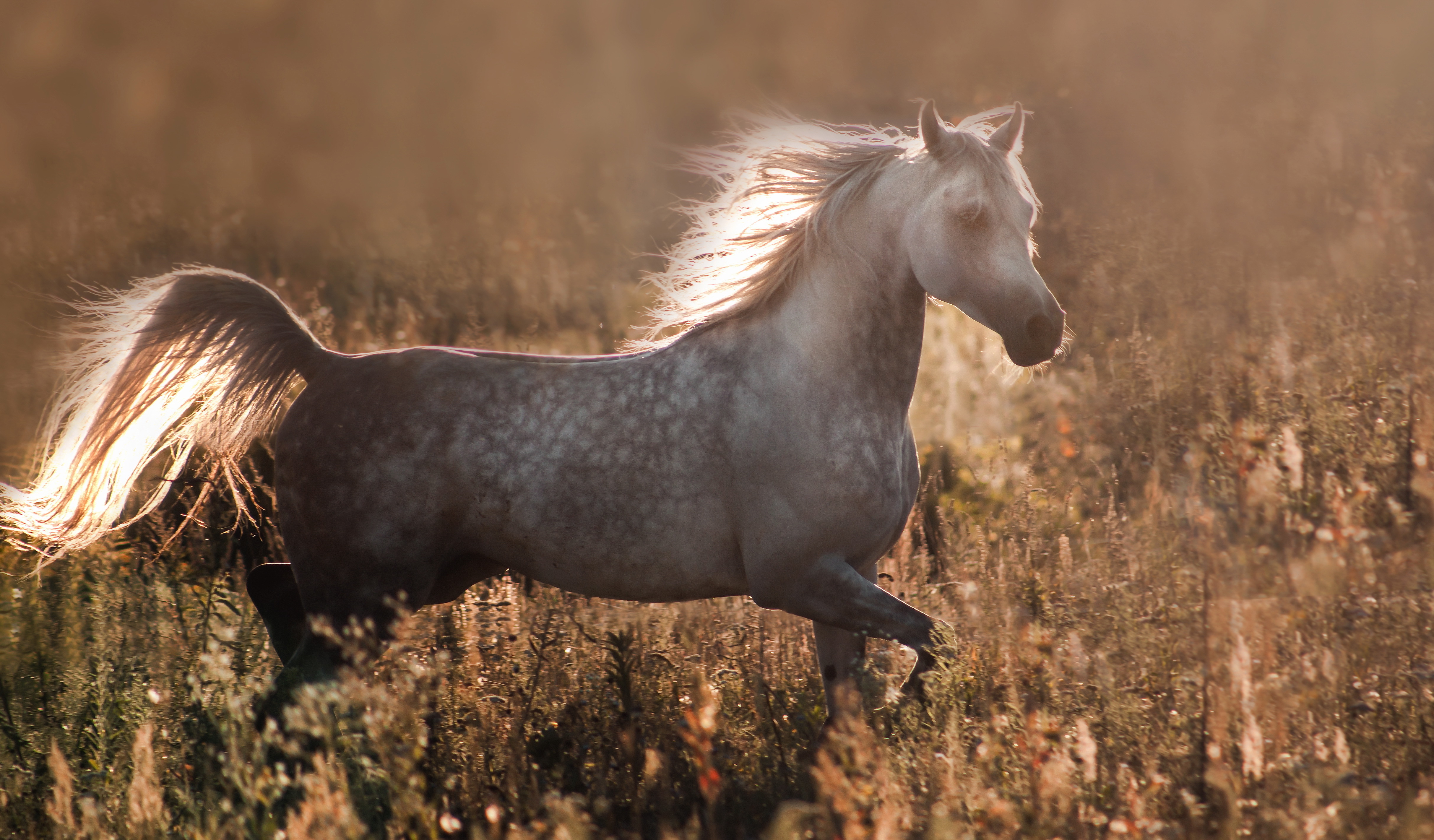 Téléchargez des papiers peints mobile Animaux, Cheval gratuitement.