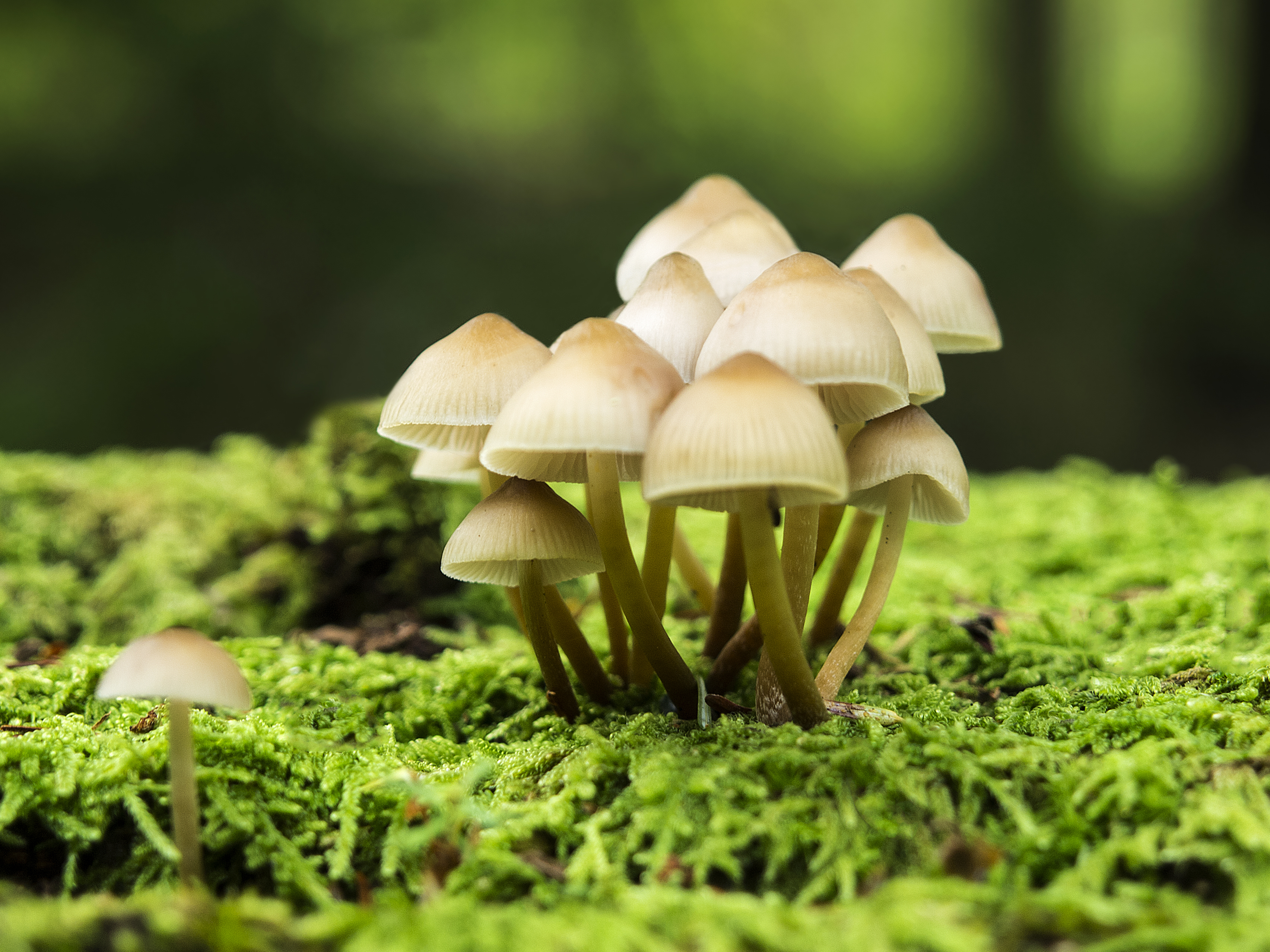 Laden Sie das Pilz, Erde/natur-Bild kostenlos auf Ihren PC-Desktop herunter