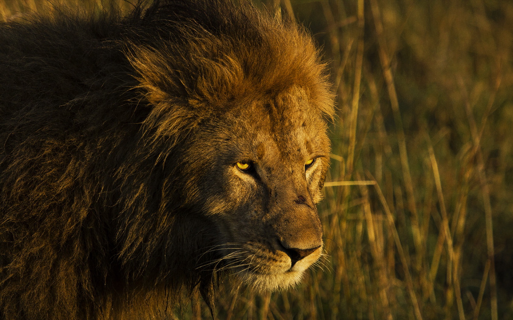 Téléchargez des papiers peints mobile Animaux, Chats, Lion gratuitement.