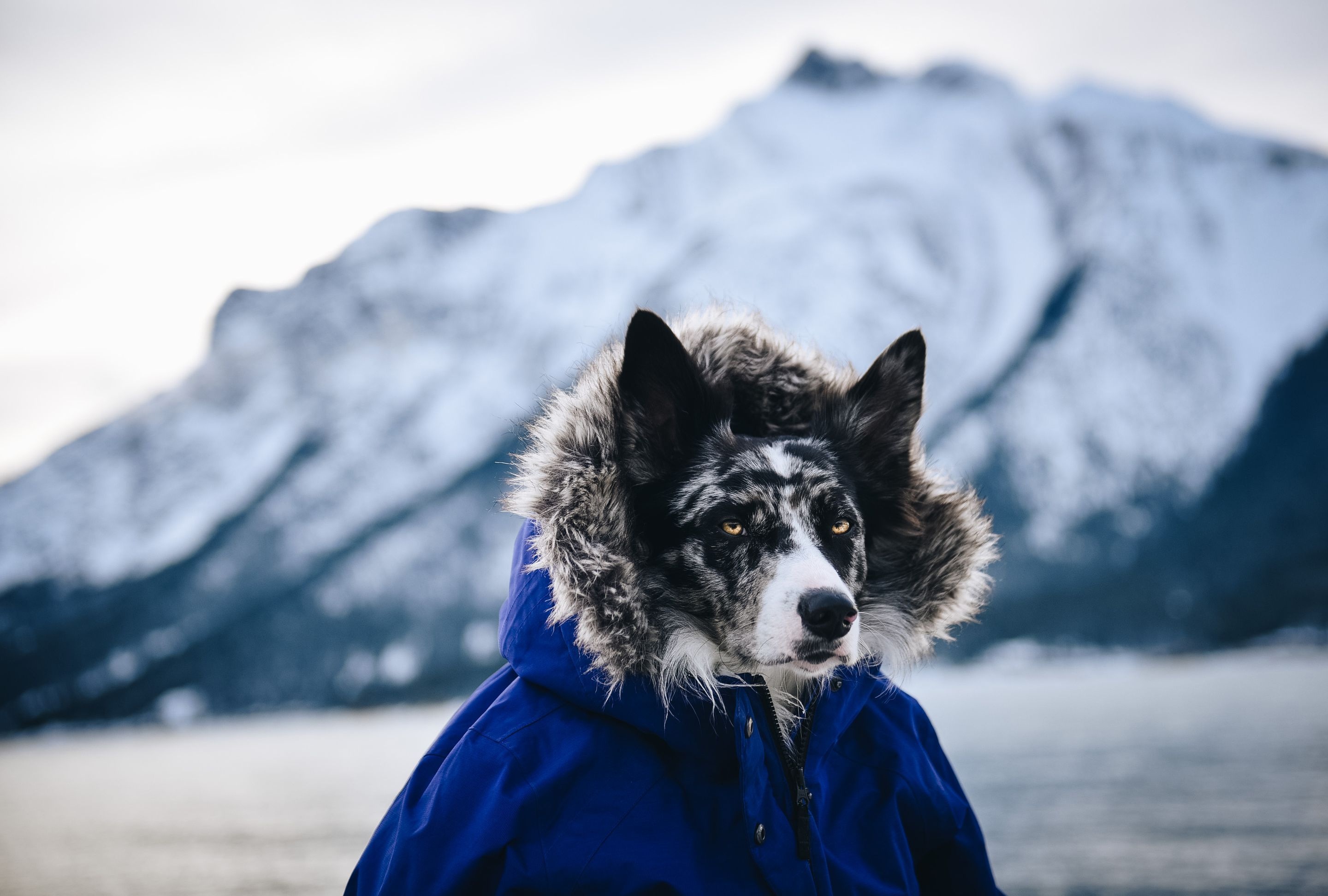 Laden Sie das Tiere, Hunde, Hund-Bild kostenlos auf Ihren PC-Desktop herunter