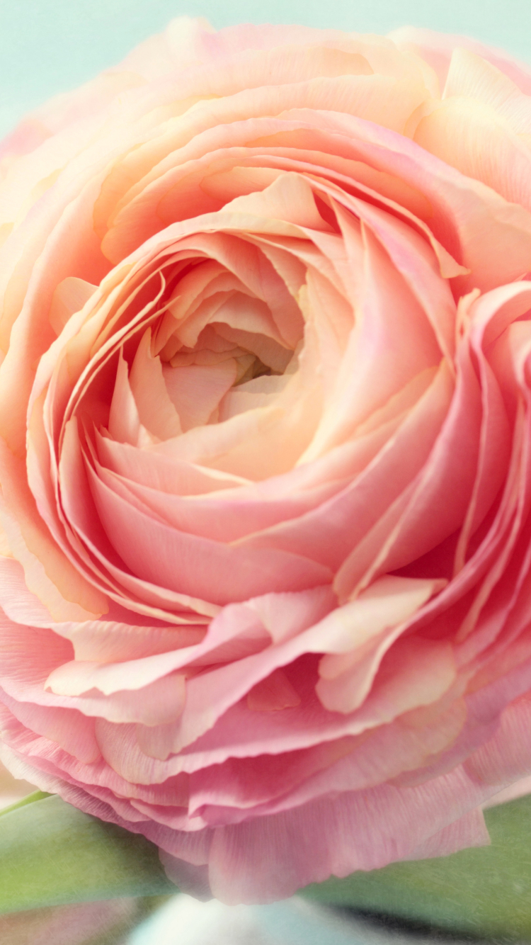 Download mobile wallpaper Nature, Flowers, Flower, Rose, Earth, Pink Flower for free.