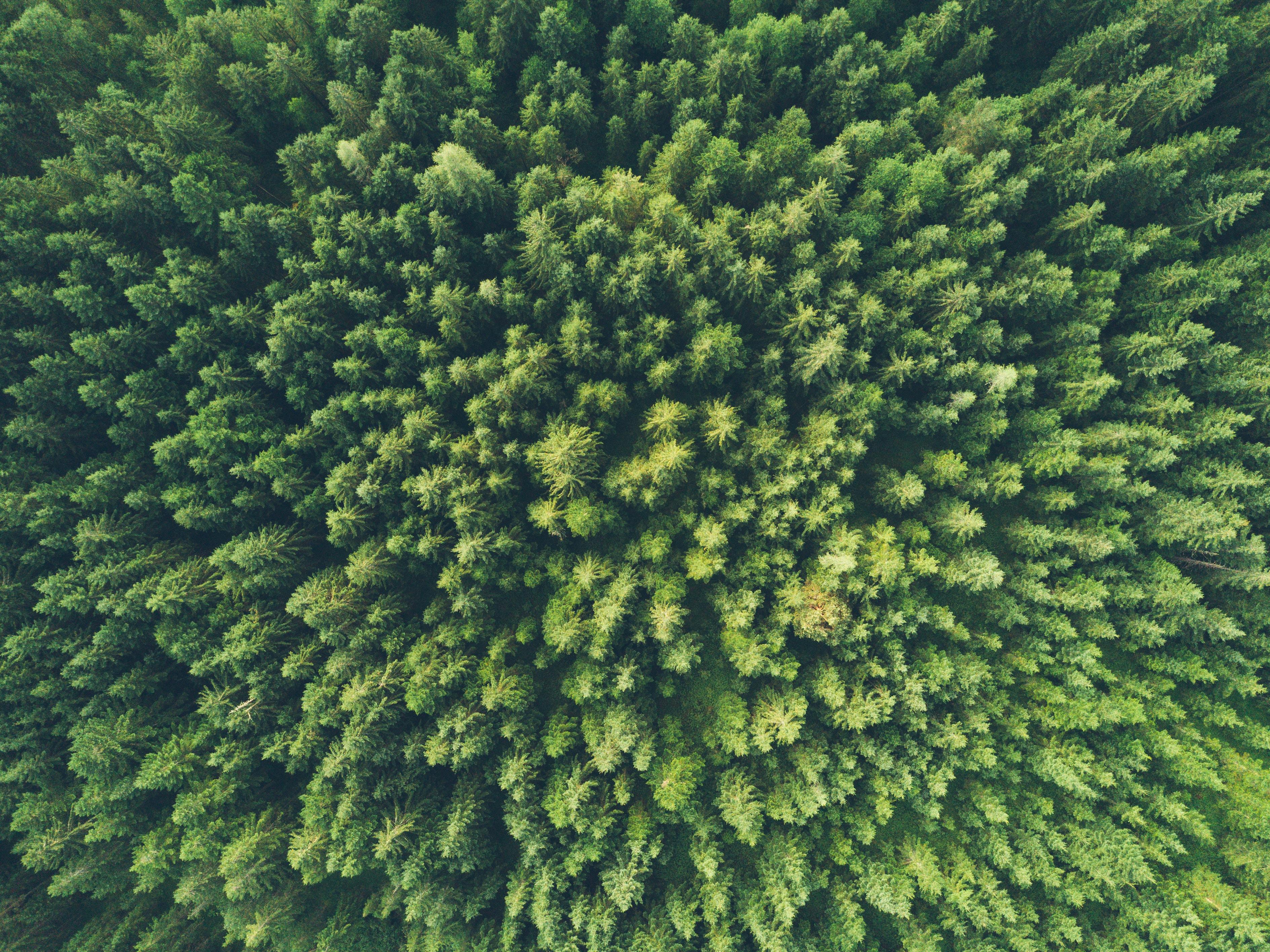 Скачать картинку Деревья, Вид Сверху, Природа, Зеленый в телефон бесплатно.