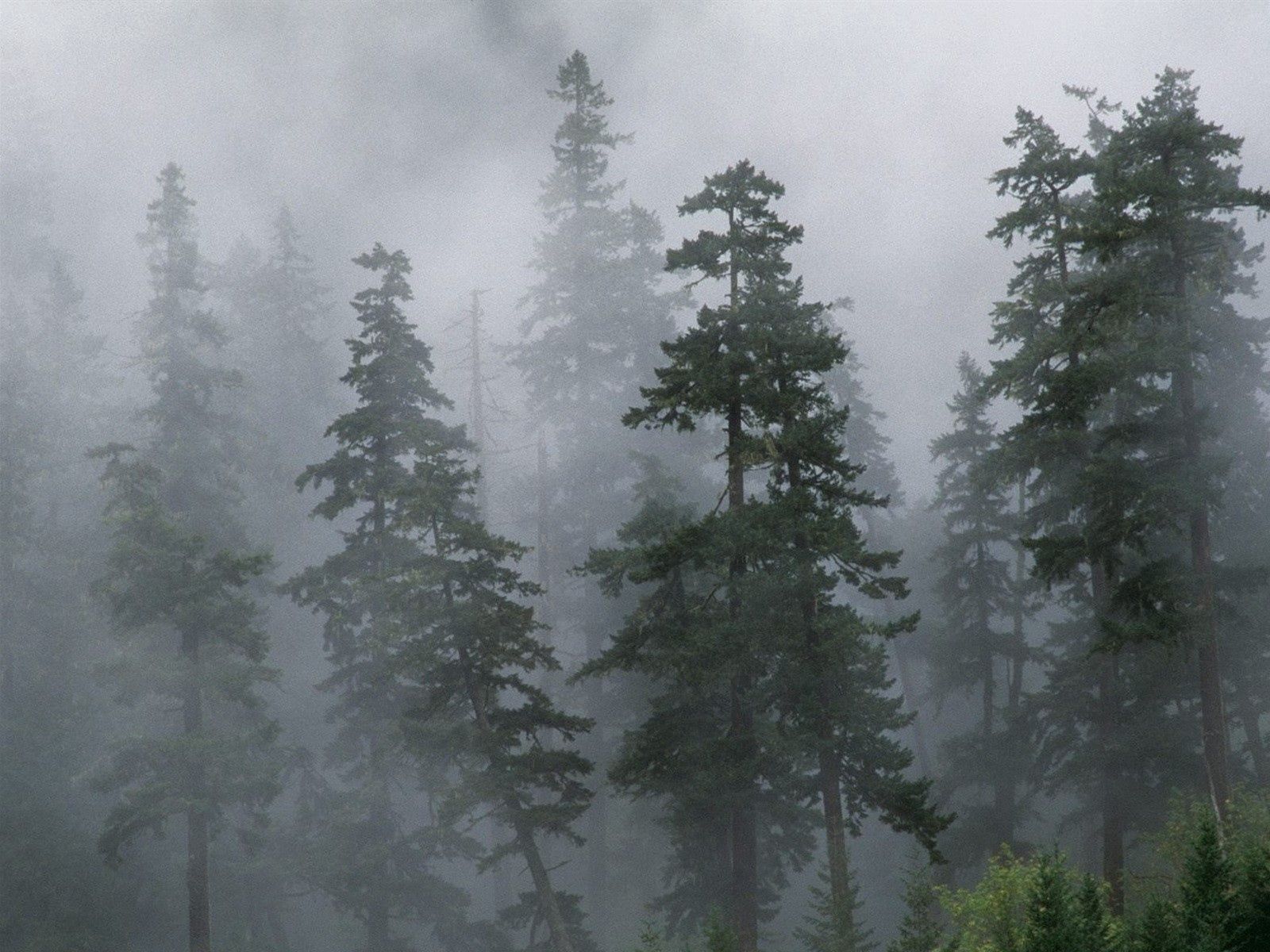 77925 скачать картинку сибирь, туман, природа, мгла, деревья, хвойные, лес - обои и заставки бесплатно