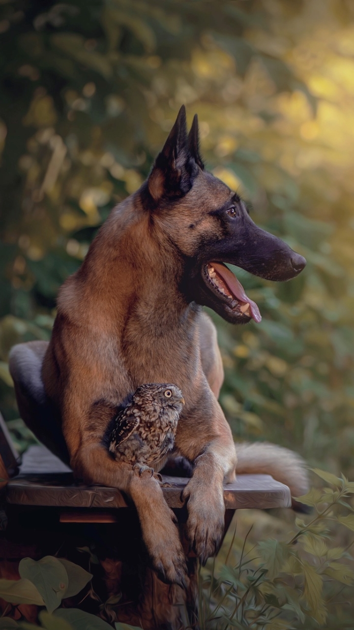 Download mobile wallpaper Dogs, Owl, Bird, Dog, Animal, German Shepherd for free.