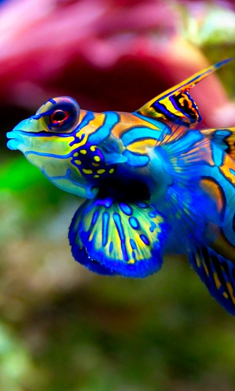 1298768 baixar papel de parede animais, peixe mandarim, azul, peixe, colorido - protetores de tela e imagens gratuitamente