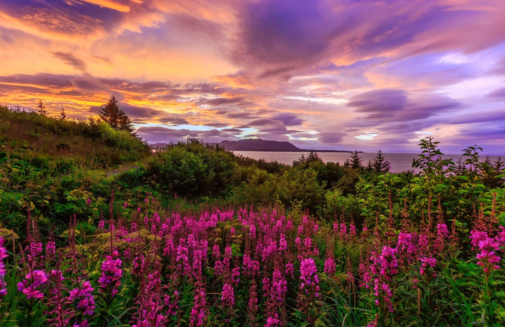 Free download wallpaper Flowers, Sunset, Flower, Earth, Field, Pink Flower on your PC desktop