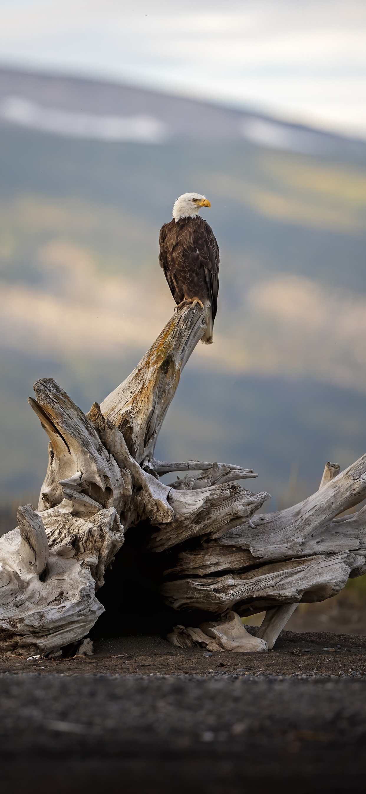 Baixar papel de parede para celular de Animais, Aves, Águia De Cabeça Branca, Ave De Rapina gratuito.