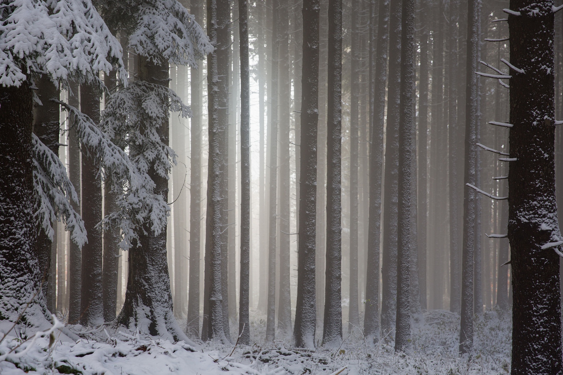 Download mobile wallpaper Winter, Nature, Snow, Forest, Tree, Fog, Earth for free.