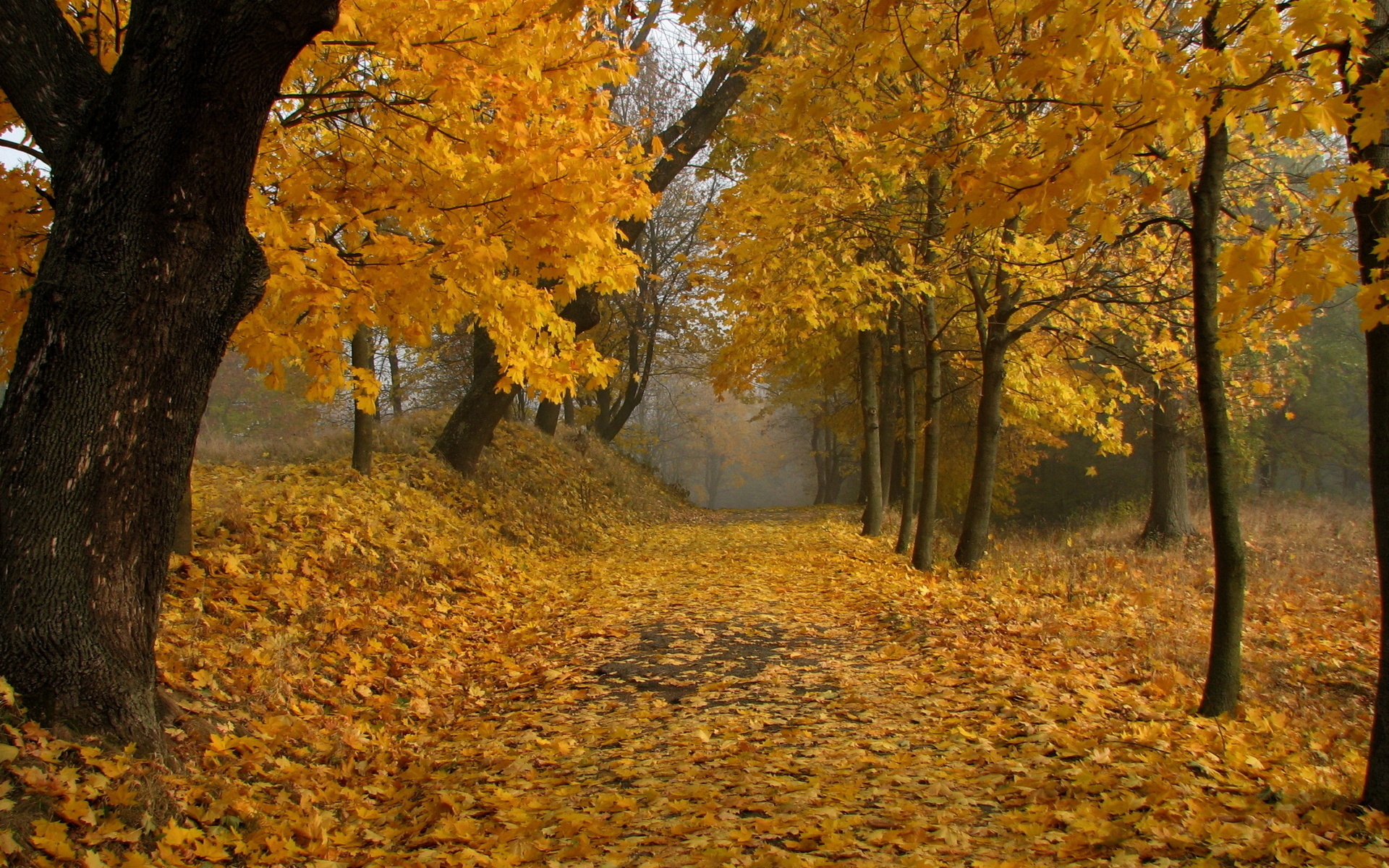 44912 télécharger le fond d'écran paysage, automne, feuilles, jaune - économiseurs d'écran et images gratuitement