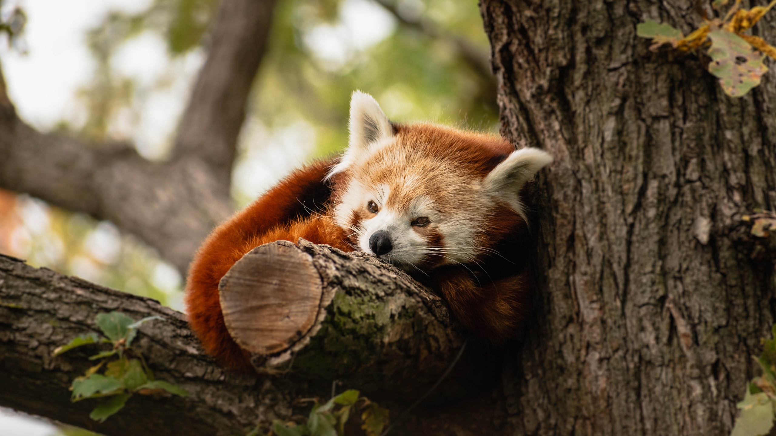 Download mobile wallpaper Animal, Trunk, Red Panda for free.