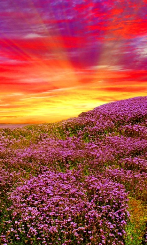 Download mobile wallpaper Flowers, Violet, Flower, Sunrise, Earth, Meadow for free.