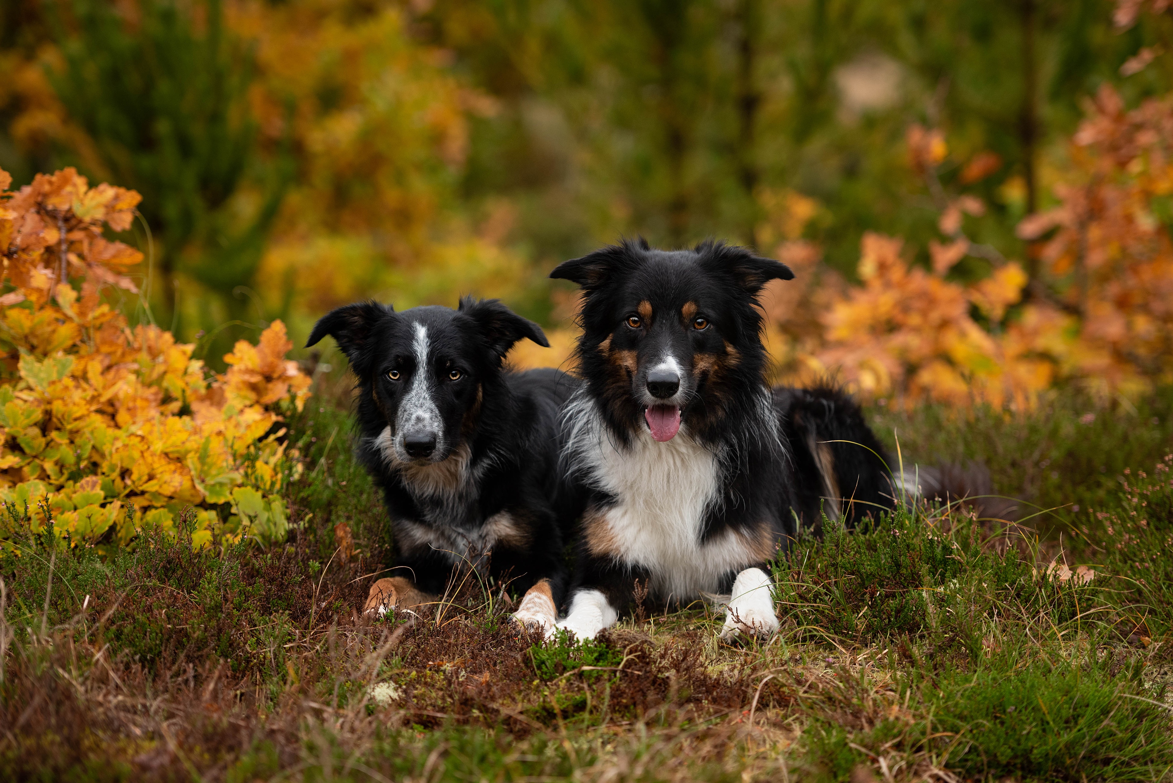 Handy-Wallpaper Tiere, Hunde, Hund, Australischer Hirte kostenlos herunterladen.